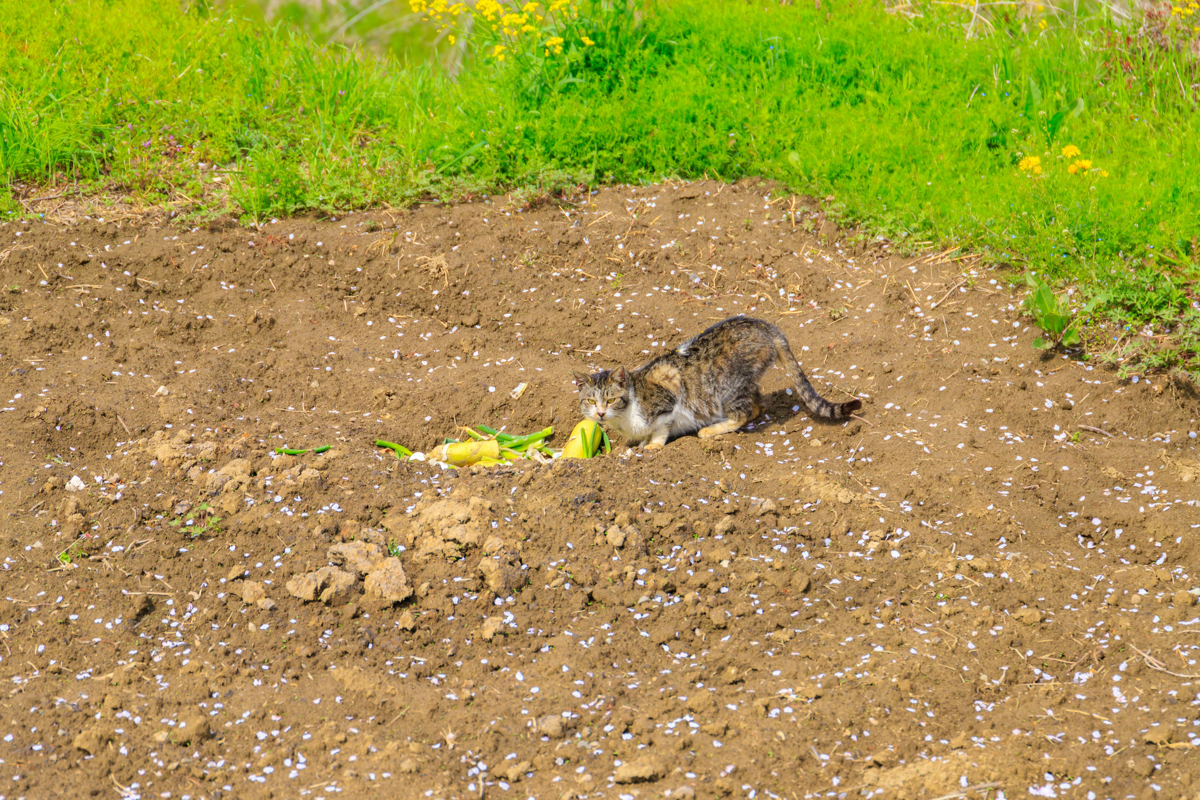 Eine Katze, die nach Nahrung in brauner Erde sucht, umgeben von grünem Gras