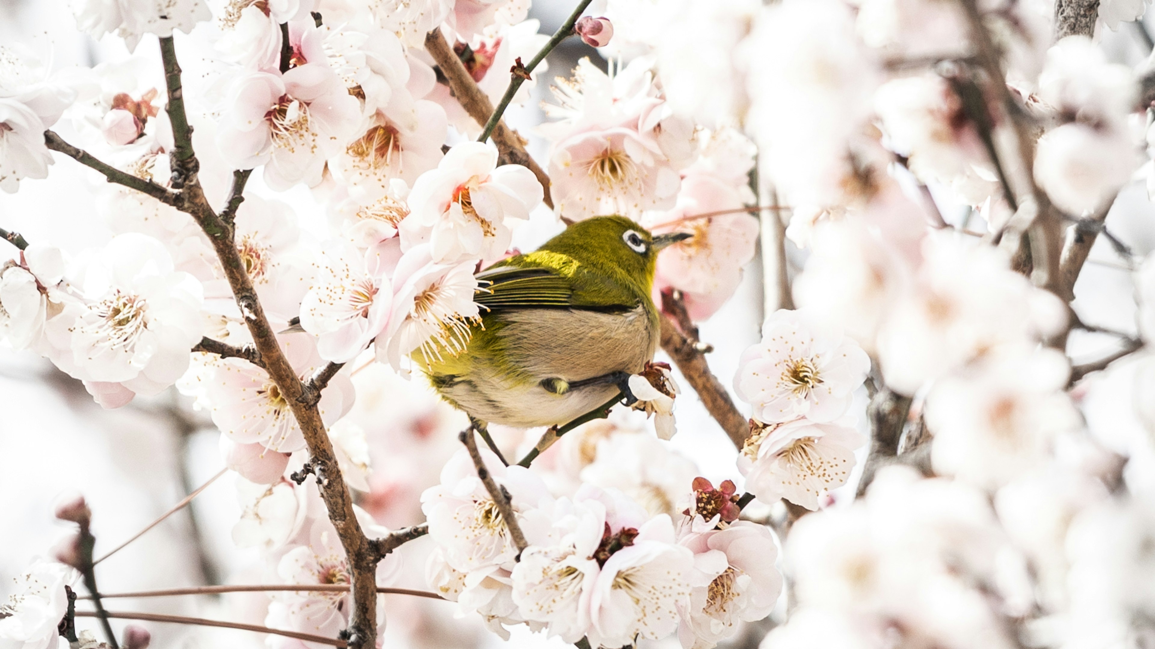 Small green bird among cherry blossoms