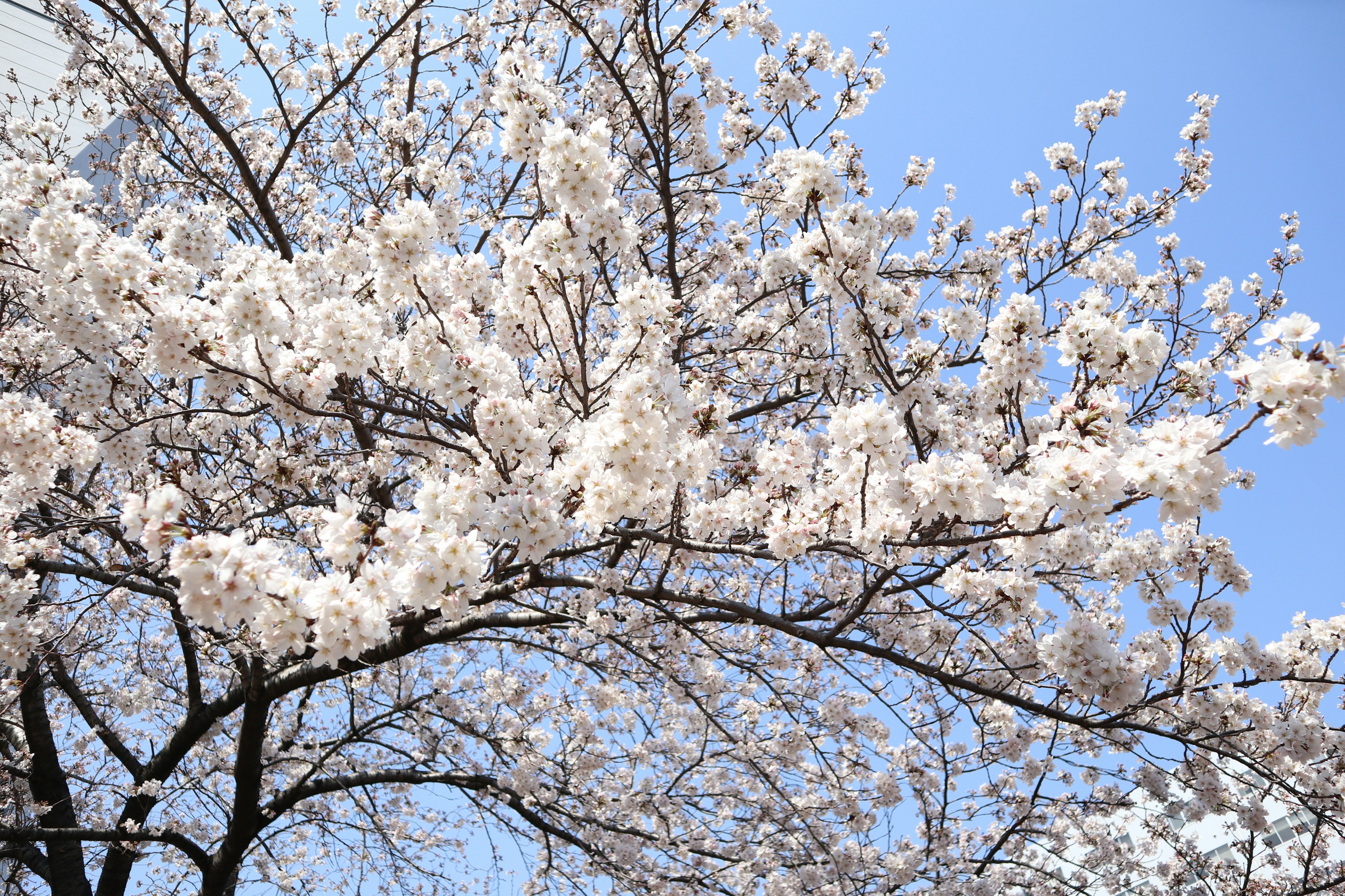 Pohon sakura mekar penuh dengan bunga putih di latar belakang langit biru