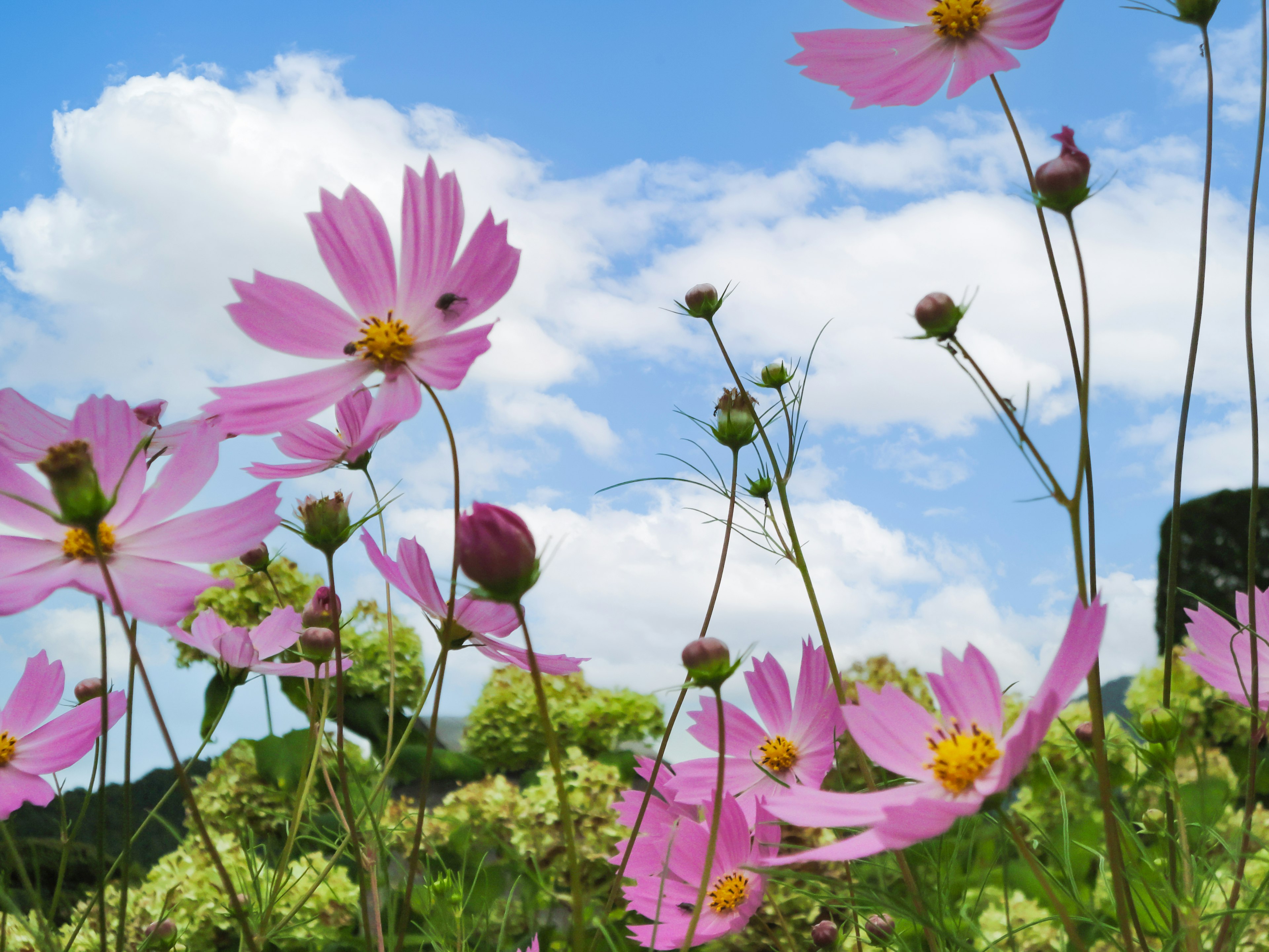 Pink cosmos flowers blooming under a blue sky