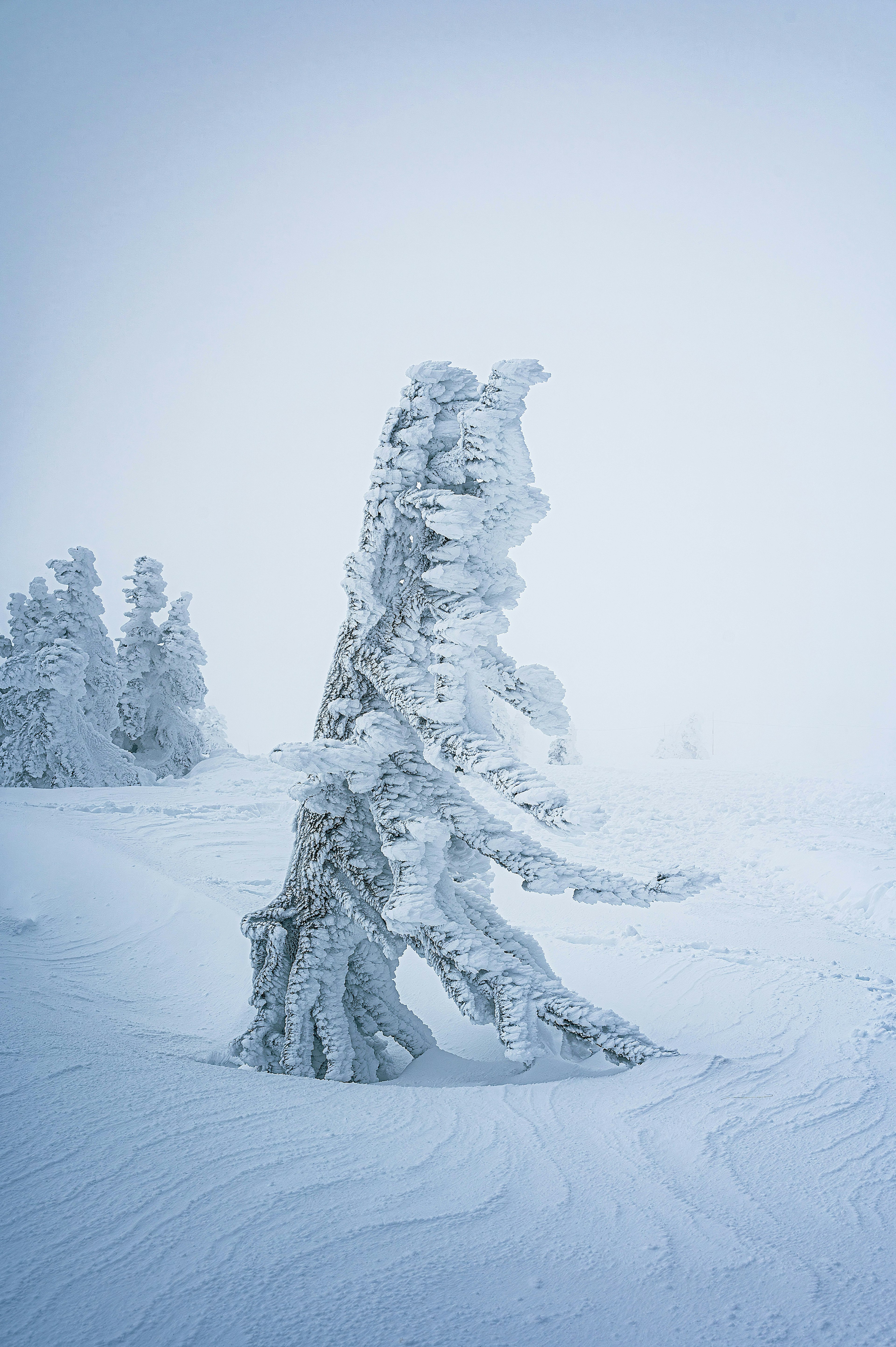 Un albero coperto di neve che assomiglia a una scultura si erge in un paesaggio nebbioso