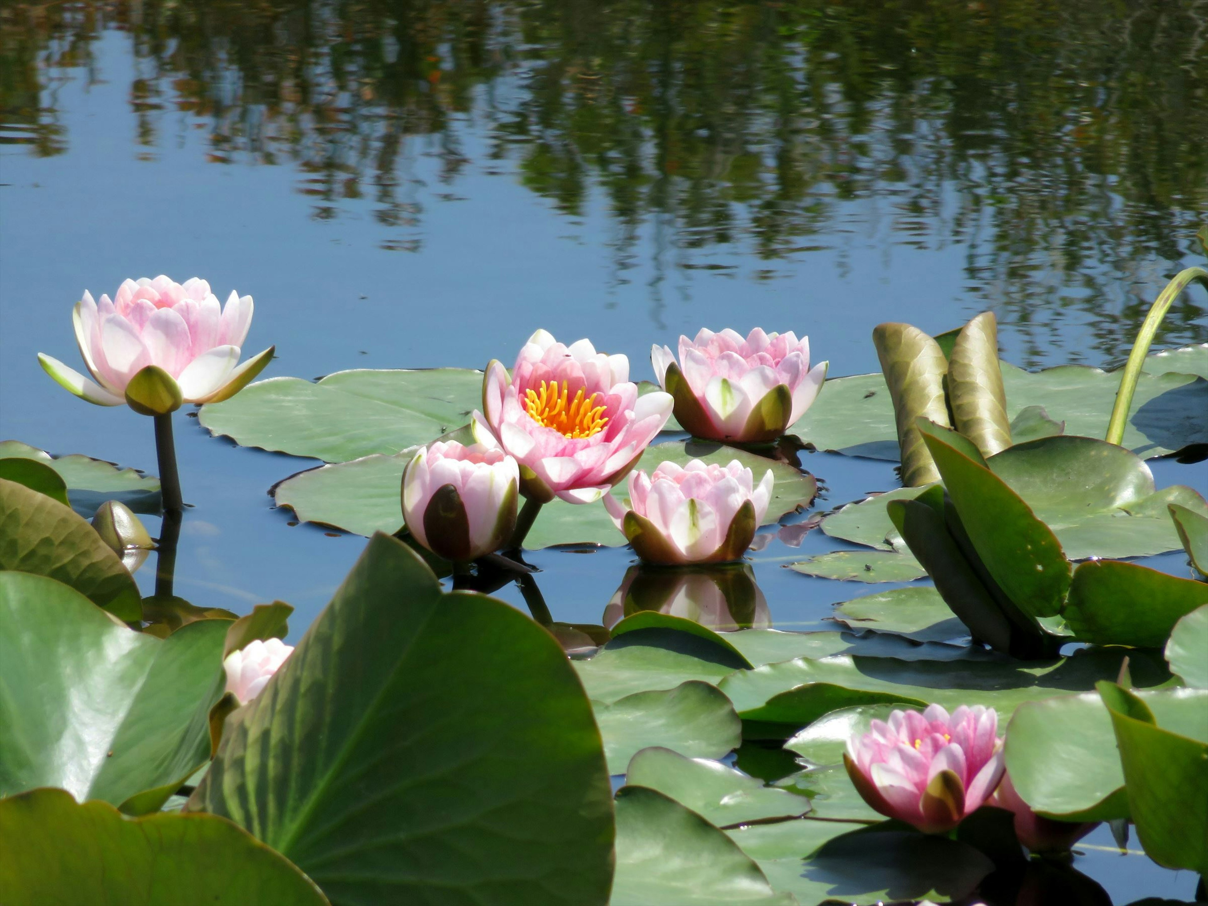 池に浮かぶ美しい睡蓮の花と広い葉