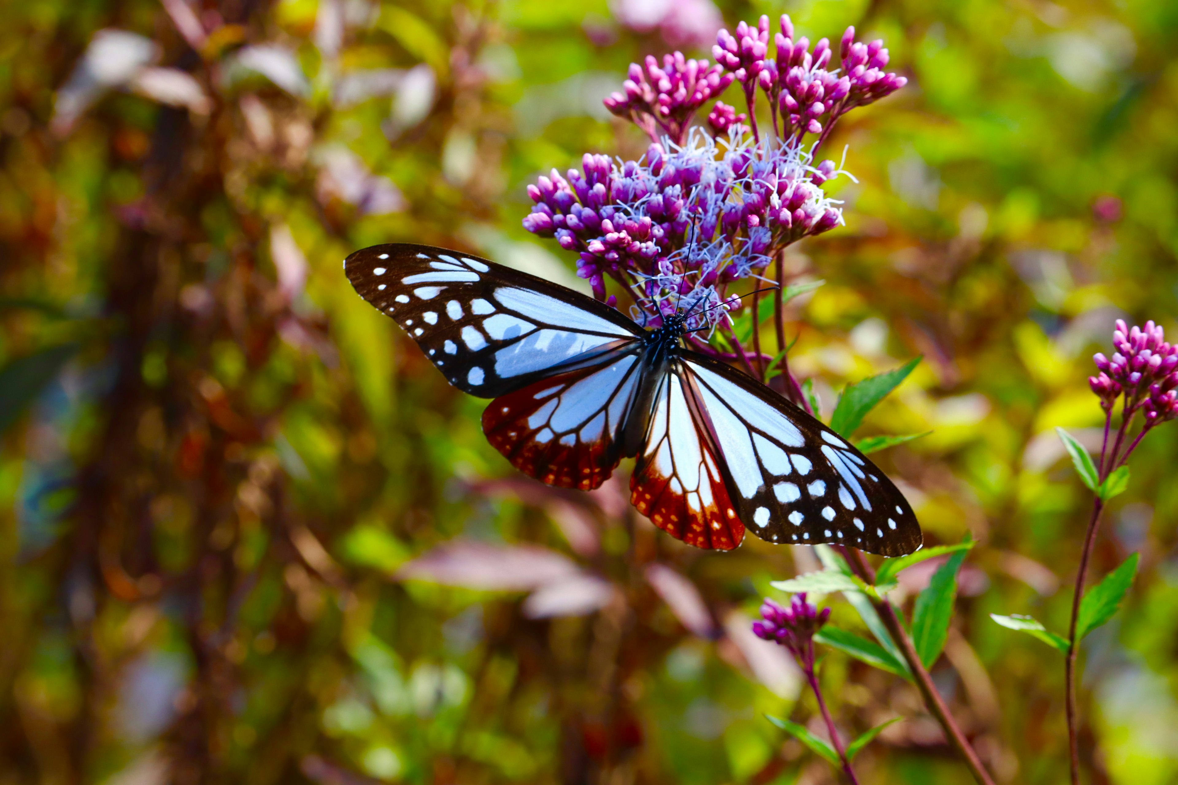 Una bellissima farfalla blu e nera posata su fiori viola