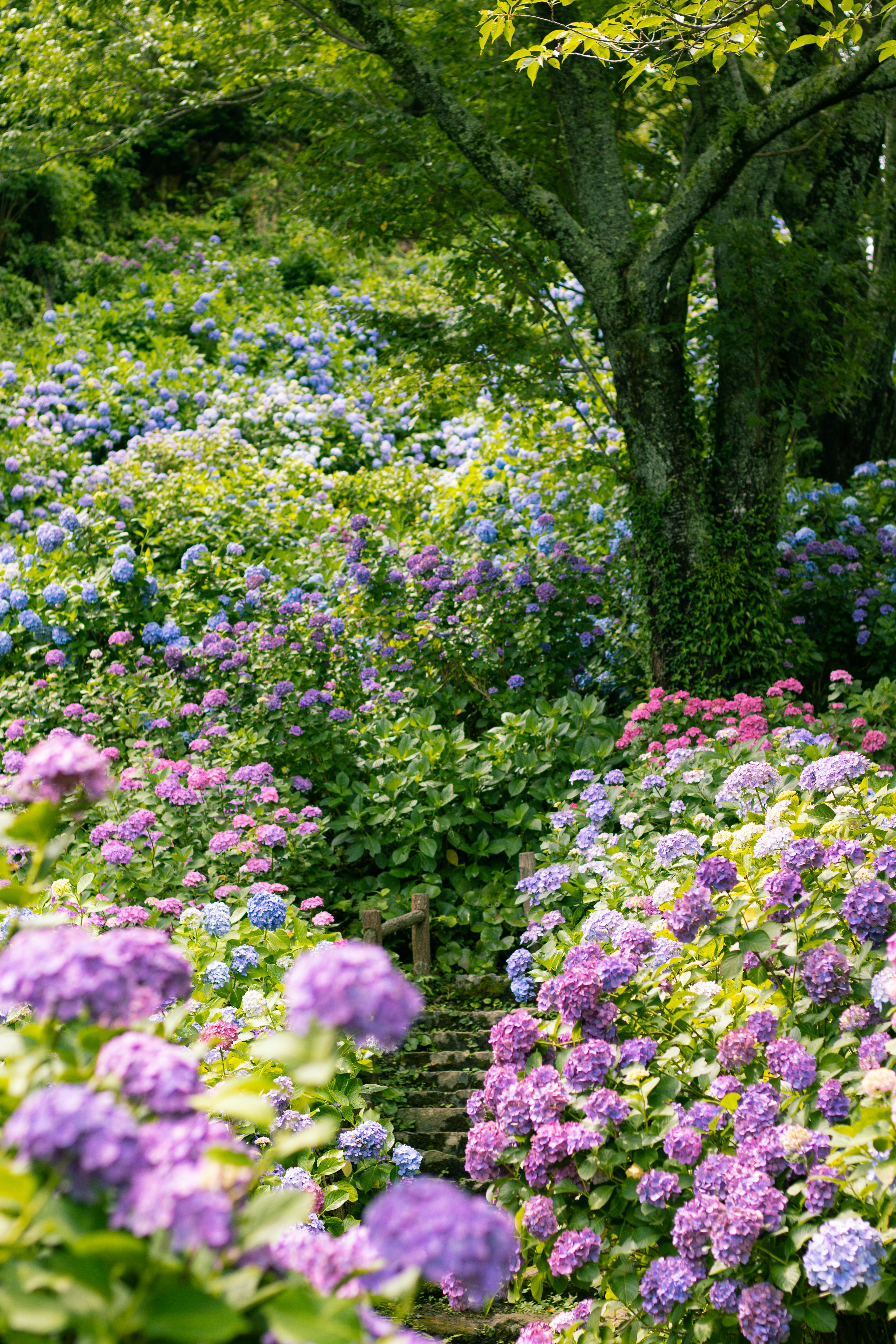 Lush pathway surrounded by blue and purple hydrangeas