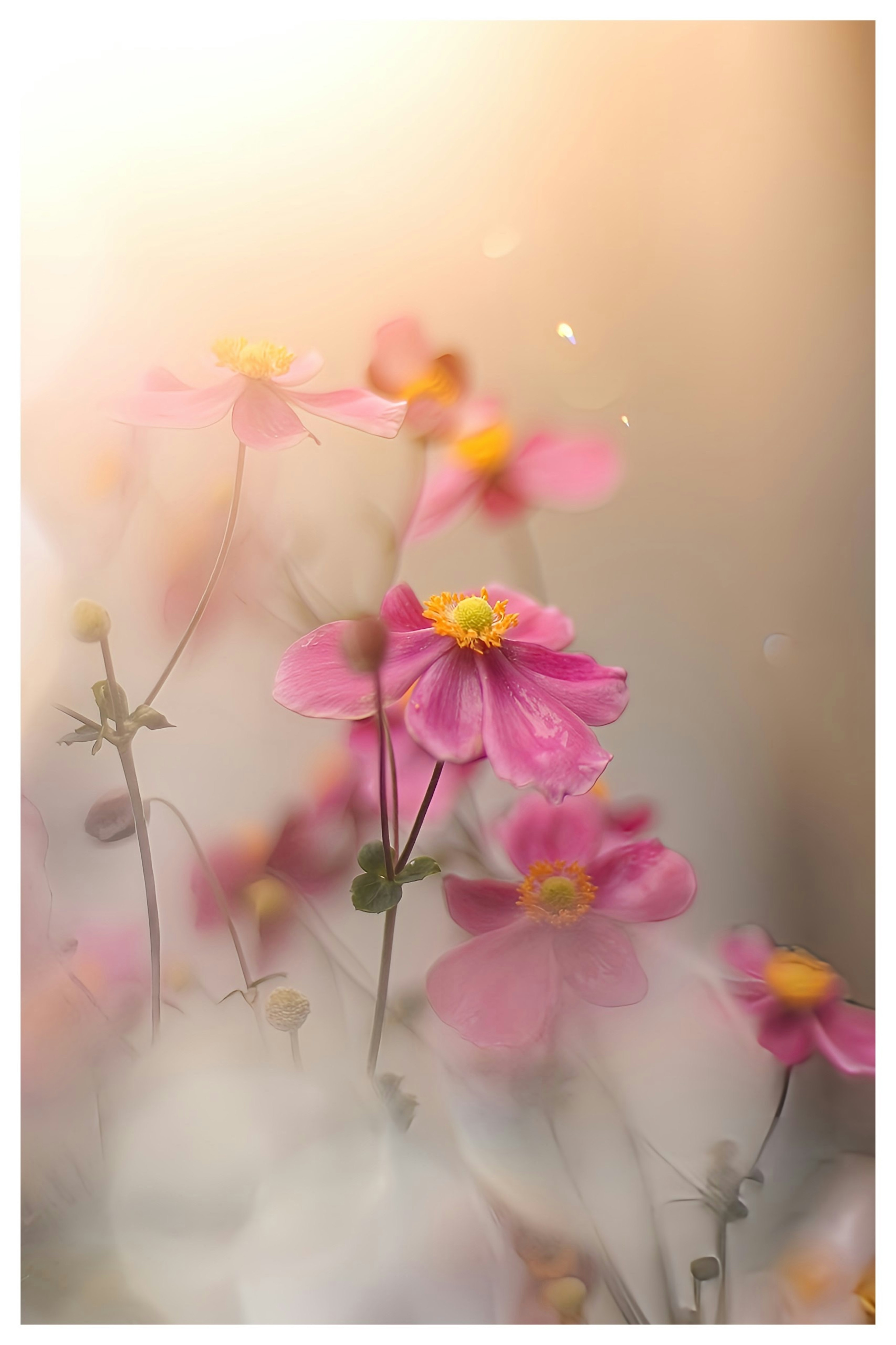 Flores rosas con centros amarillos floreciendo suavemente contra un fondo difuminado