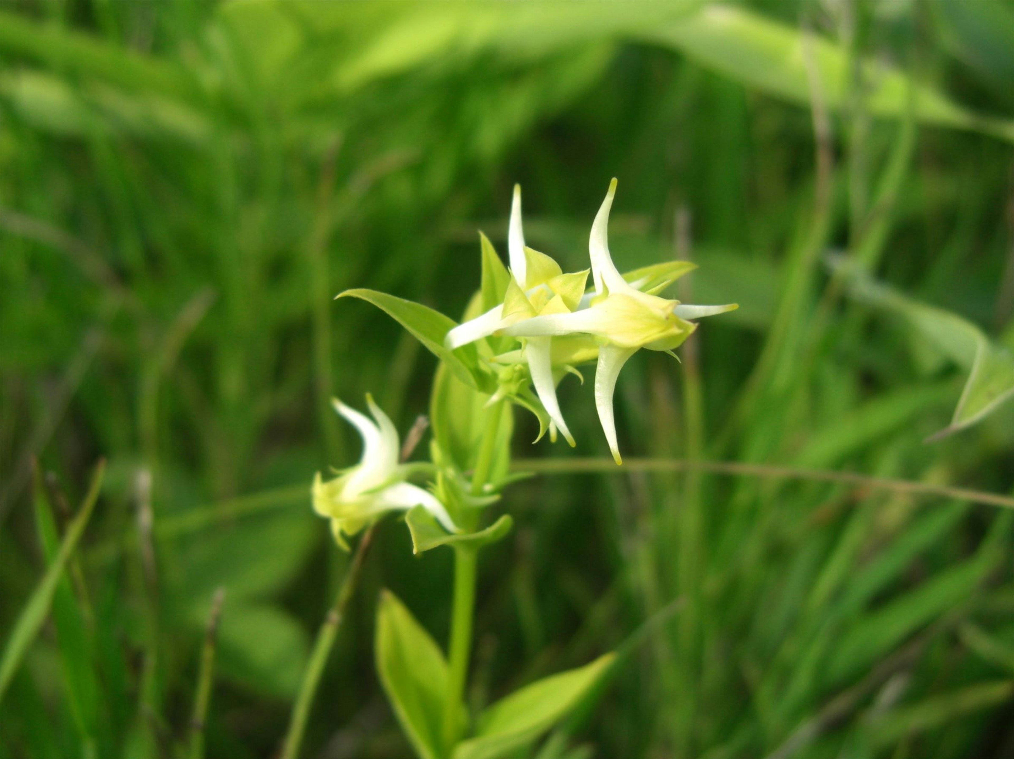 緑の背景に白と黄色の花が咲いている写真