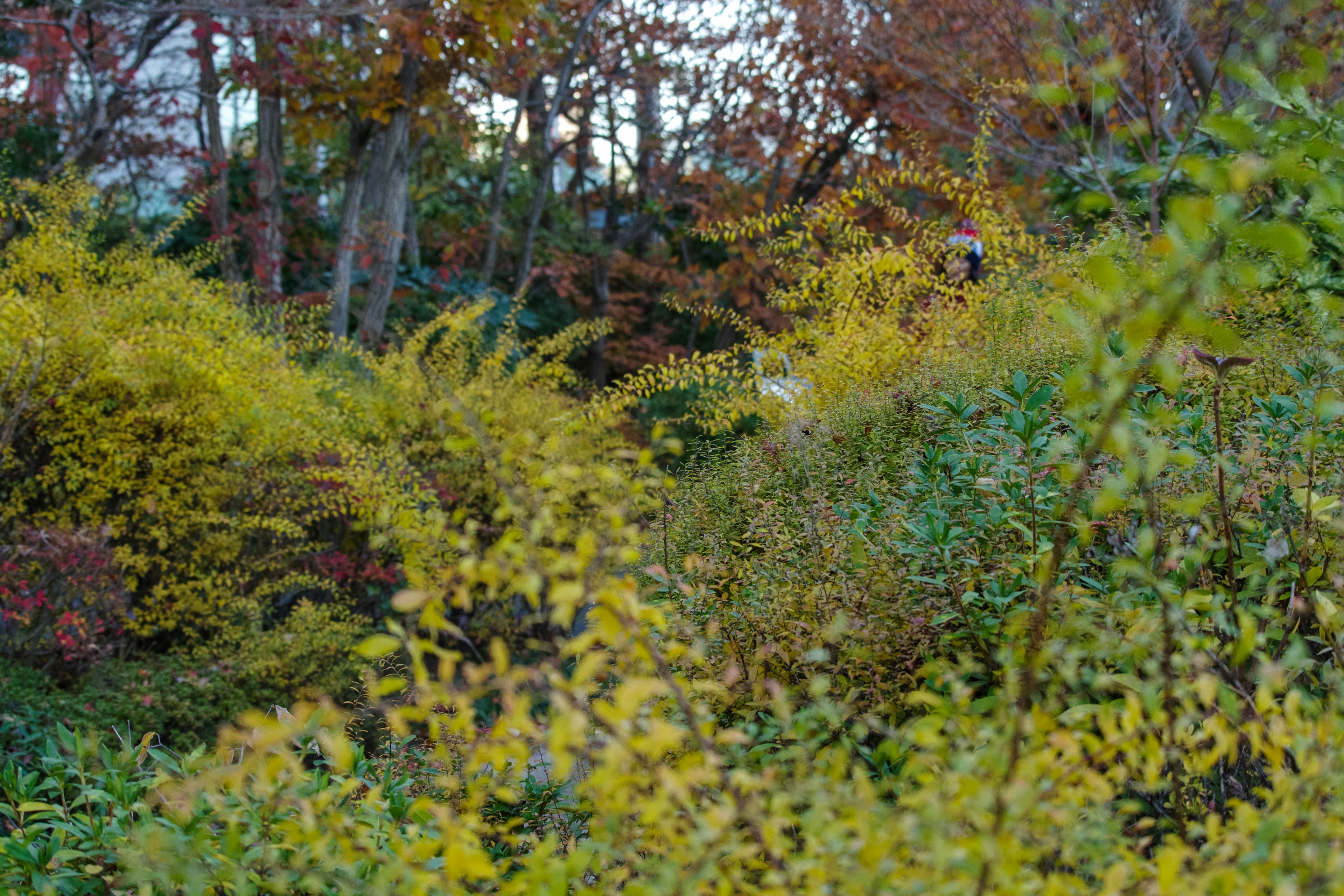 Follaje verde y amarillo en un paisaje de otoño