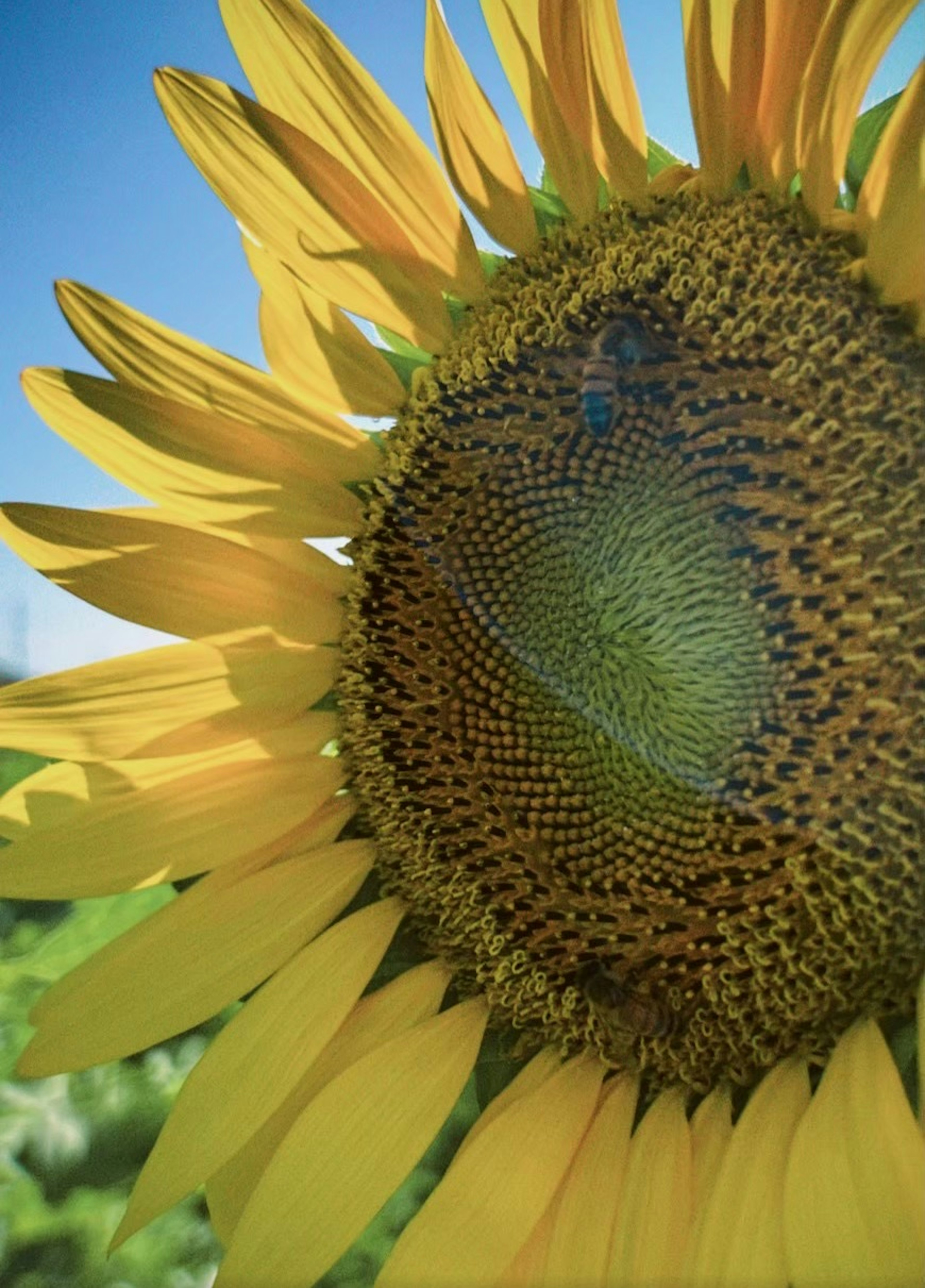 太陽に向かって咲くひまわりのクローズアップ画像明るい黄色の花びらと中心の種が特徴