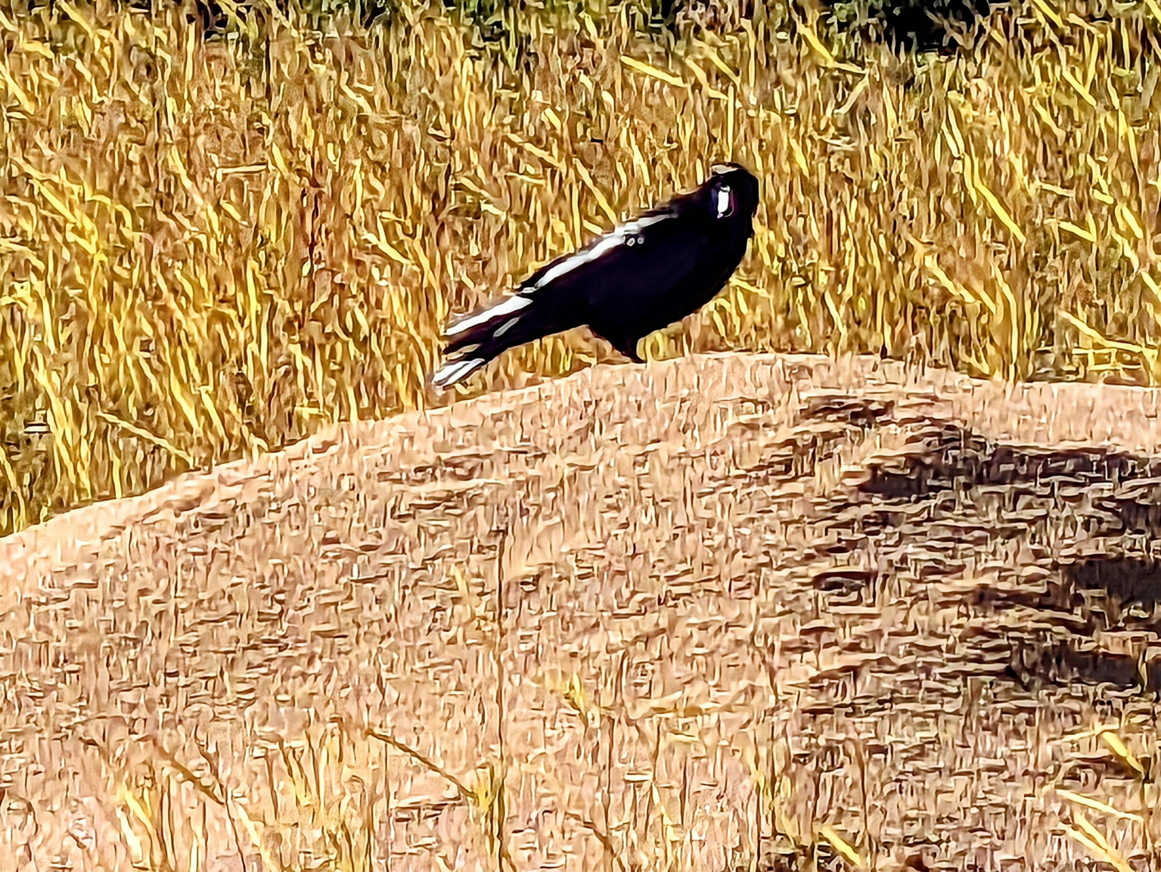 Un cuervo negro parado sobre un montículo de arena en un campo seco