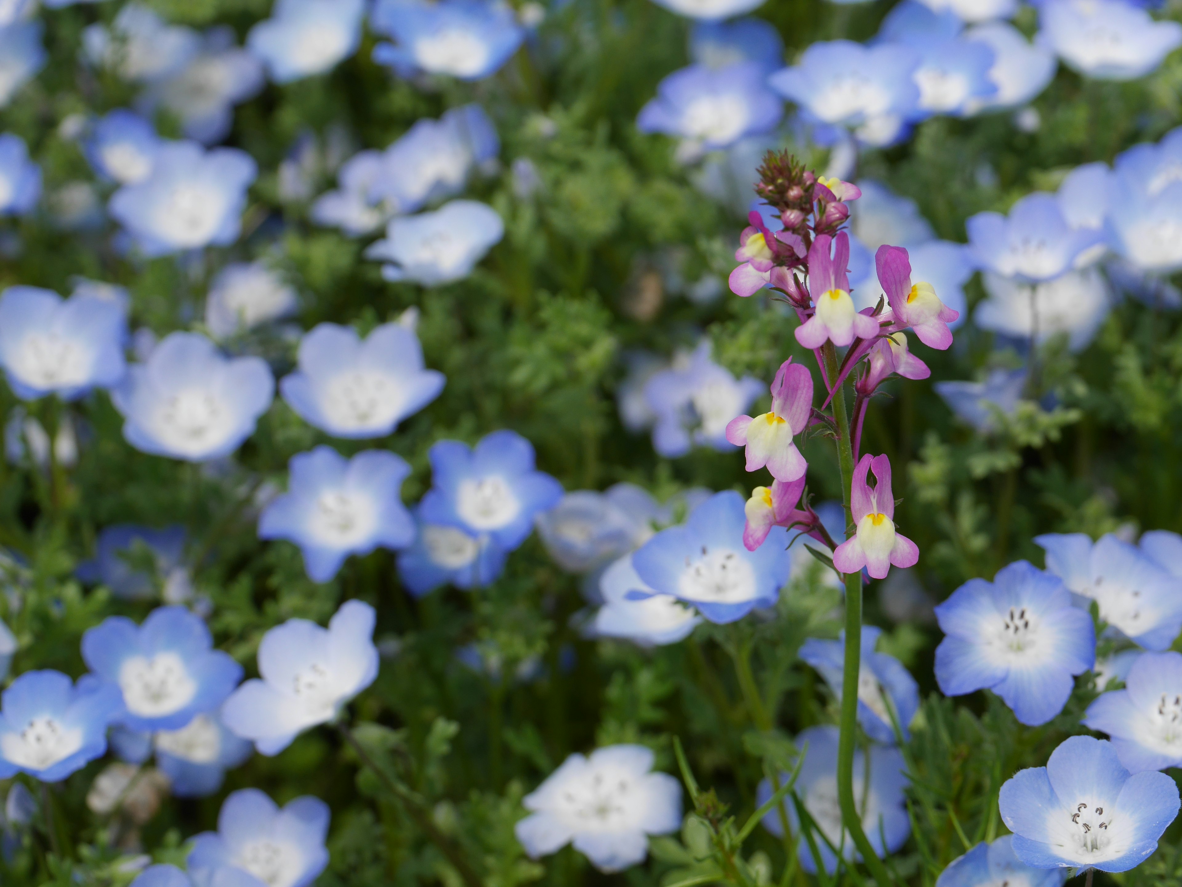 Una escena vibrante de flores azules con una flor rosa destacada en el centro