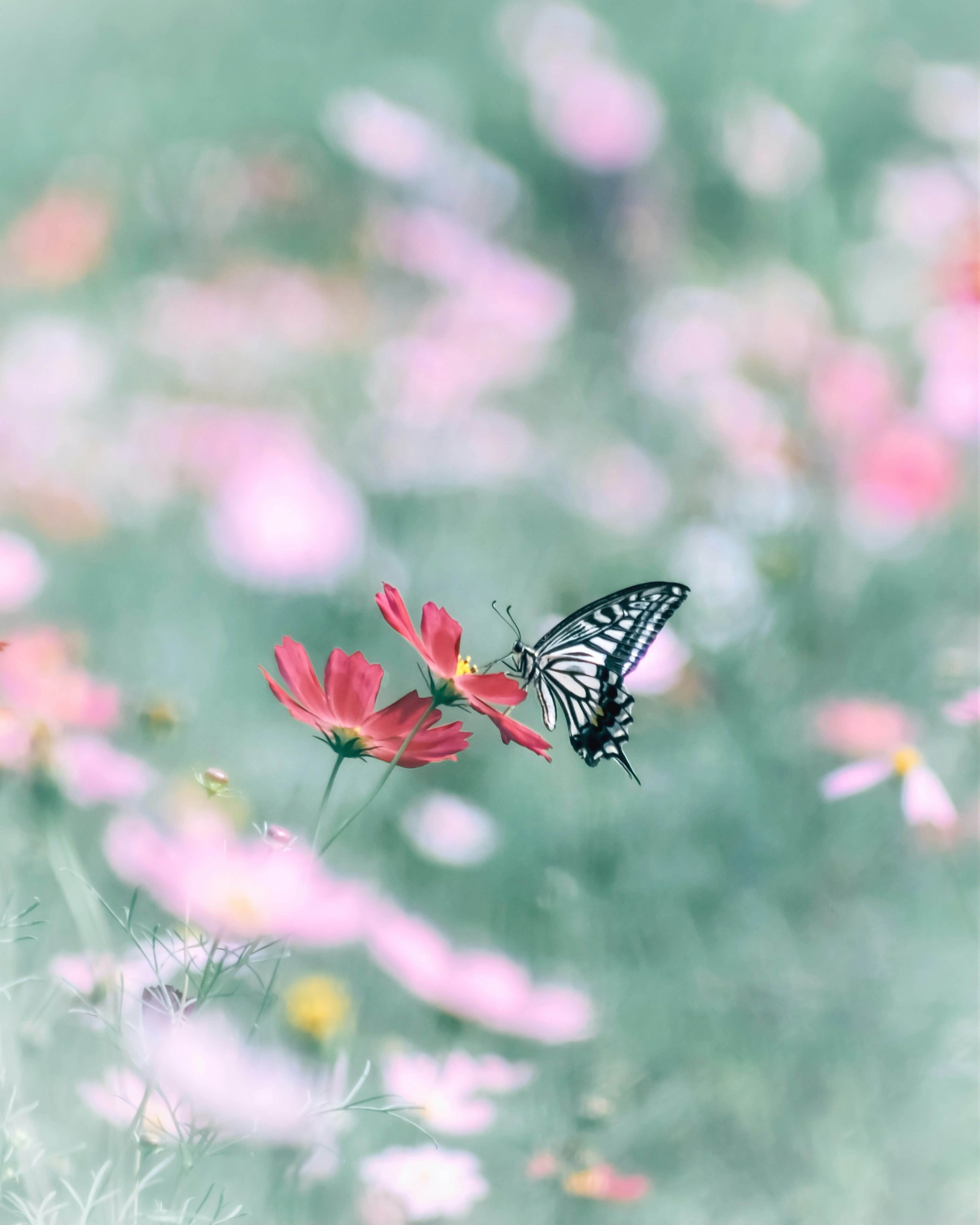 Una mariposa posada sobre flores rosas en un jardín desenfocado