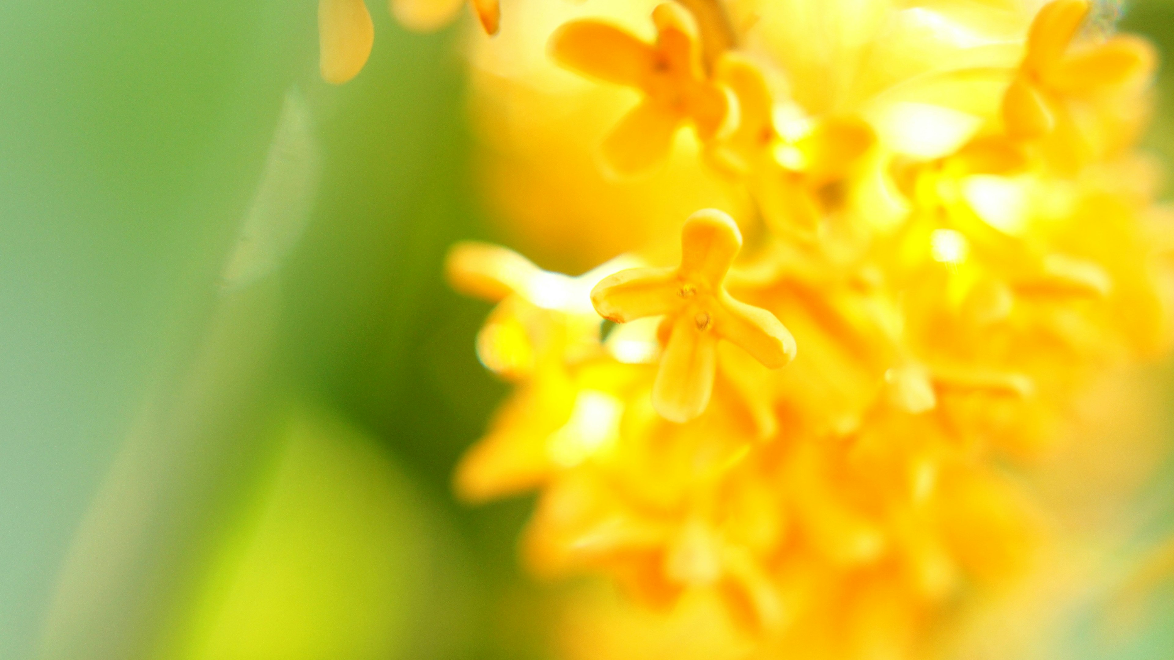 Sebuah gambar close-up bunga kuning cerah yang kontras dengan latar belakang hijau