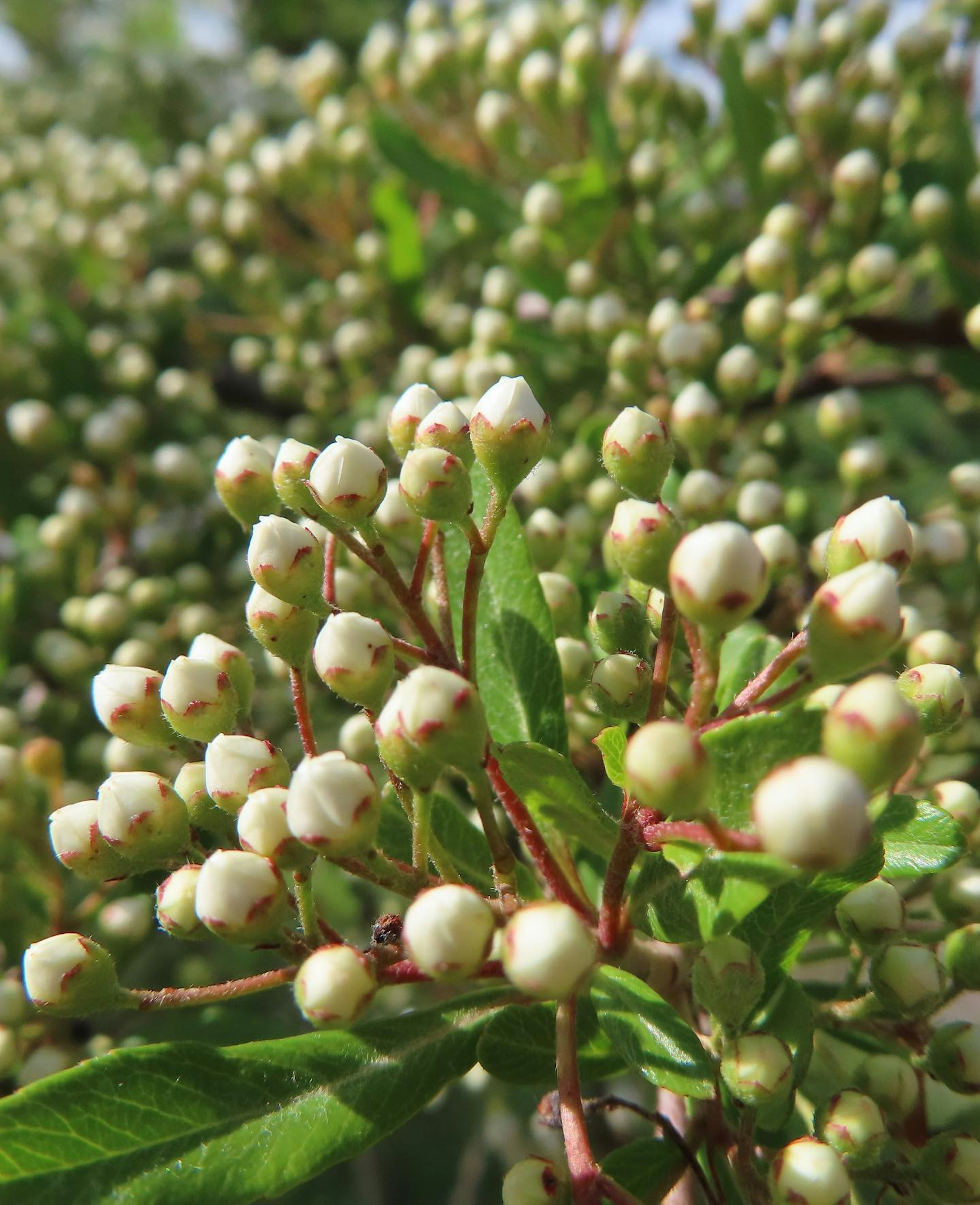 Una pianta con numerosi boccioli bianchi e foglie verdi