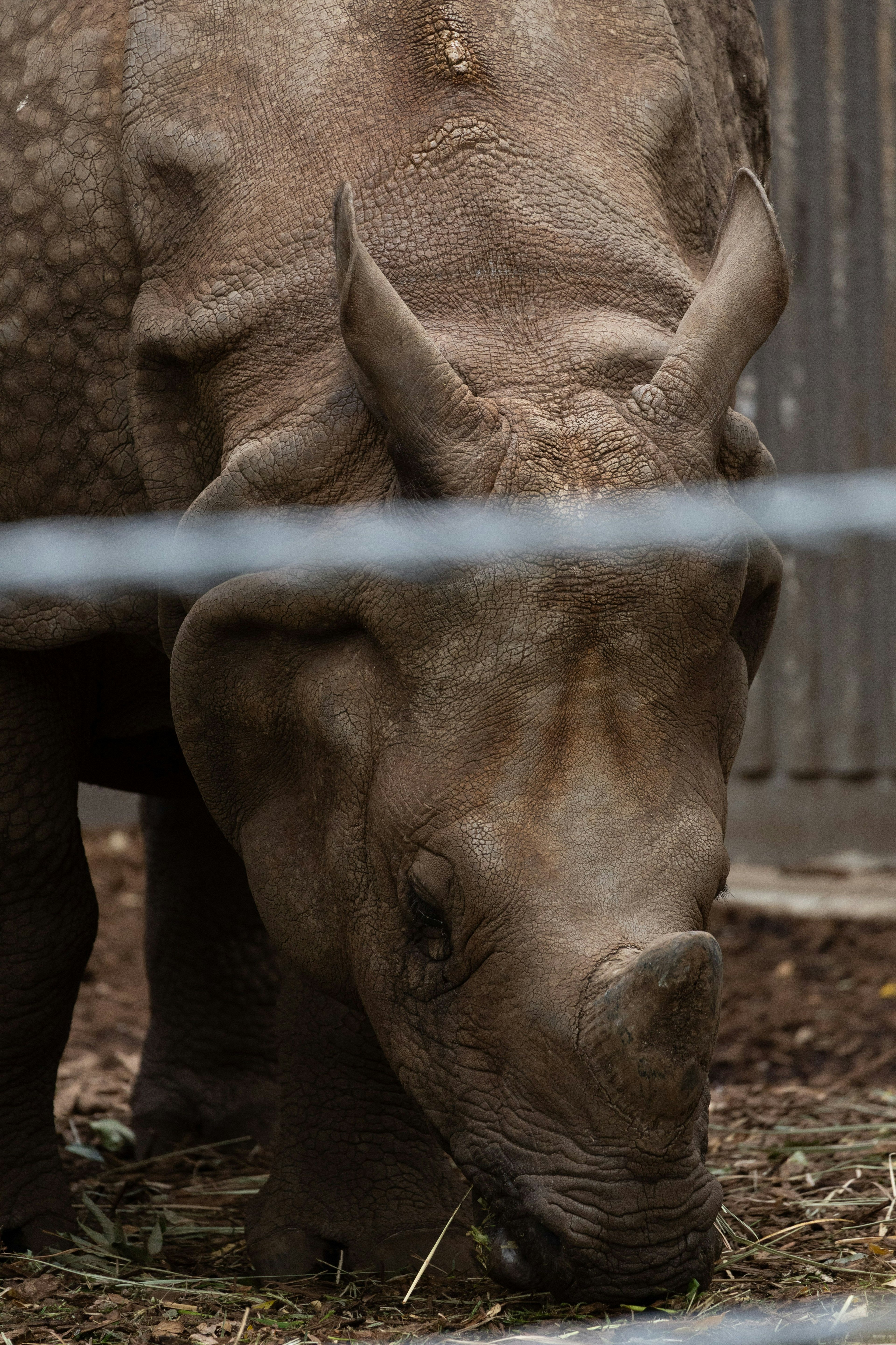 Un rhinocéros broutant de l'herbe derrière une clôture