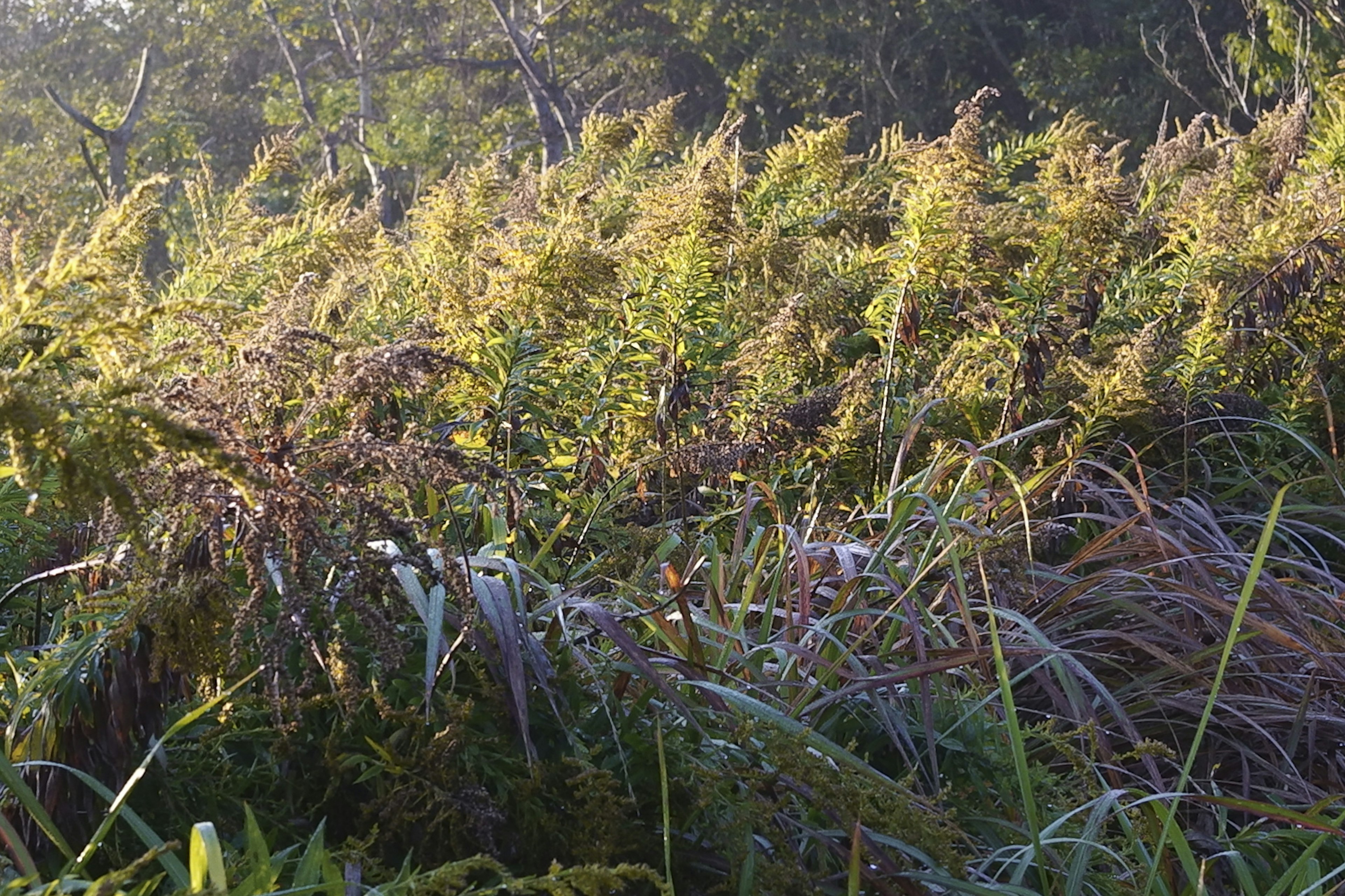 草が生い茂る自然の風景と柔らかな光