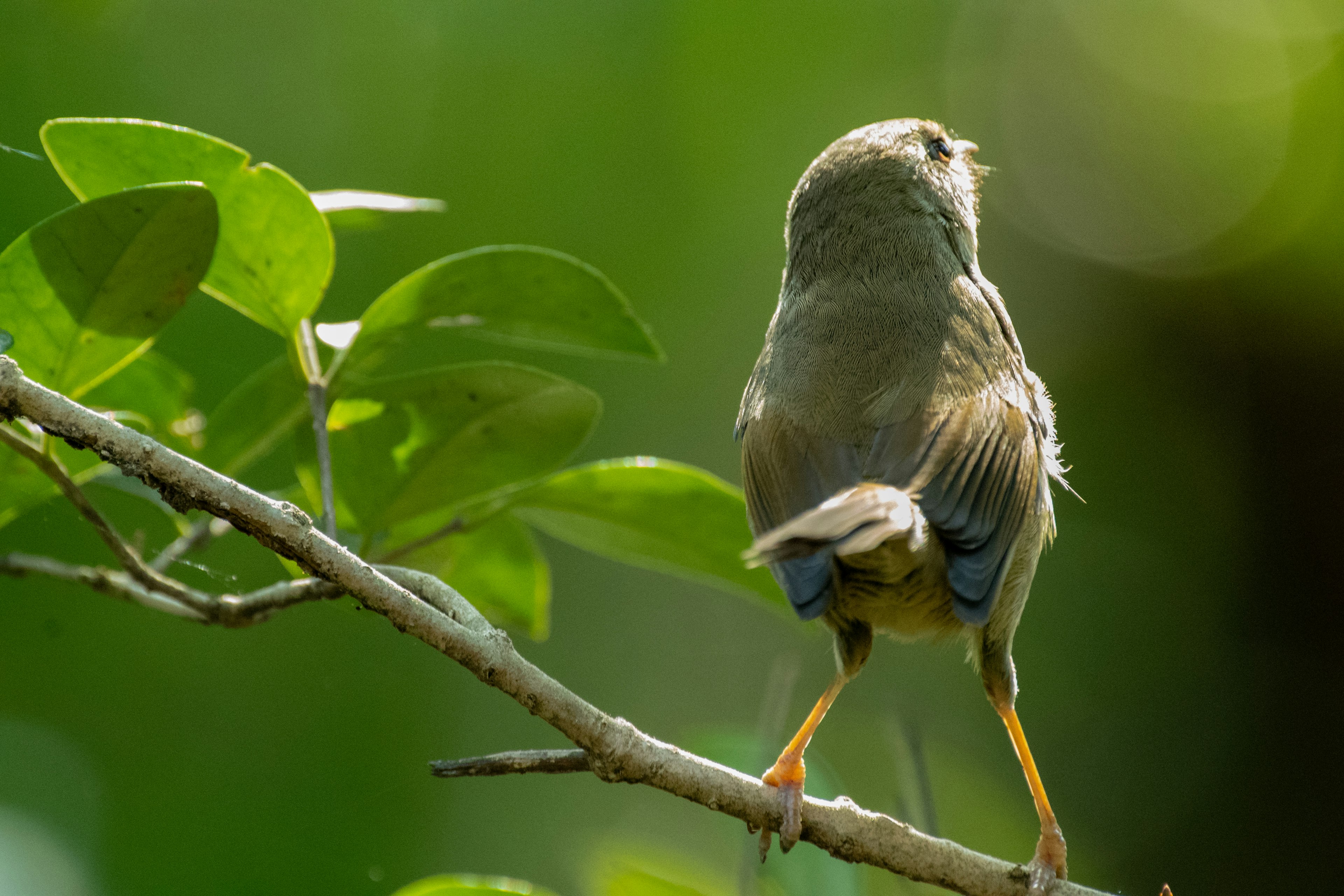 Un piccolo uccello appollaiato su un ramo visto da dietro con uno sfondo verde sfocato