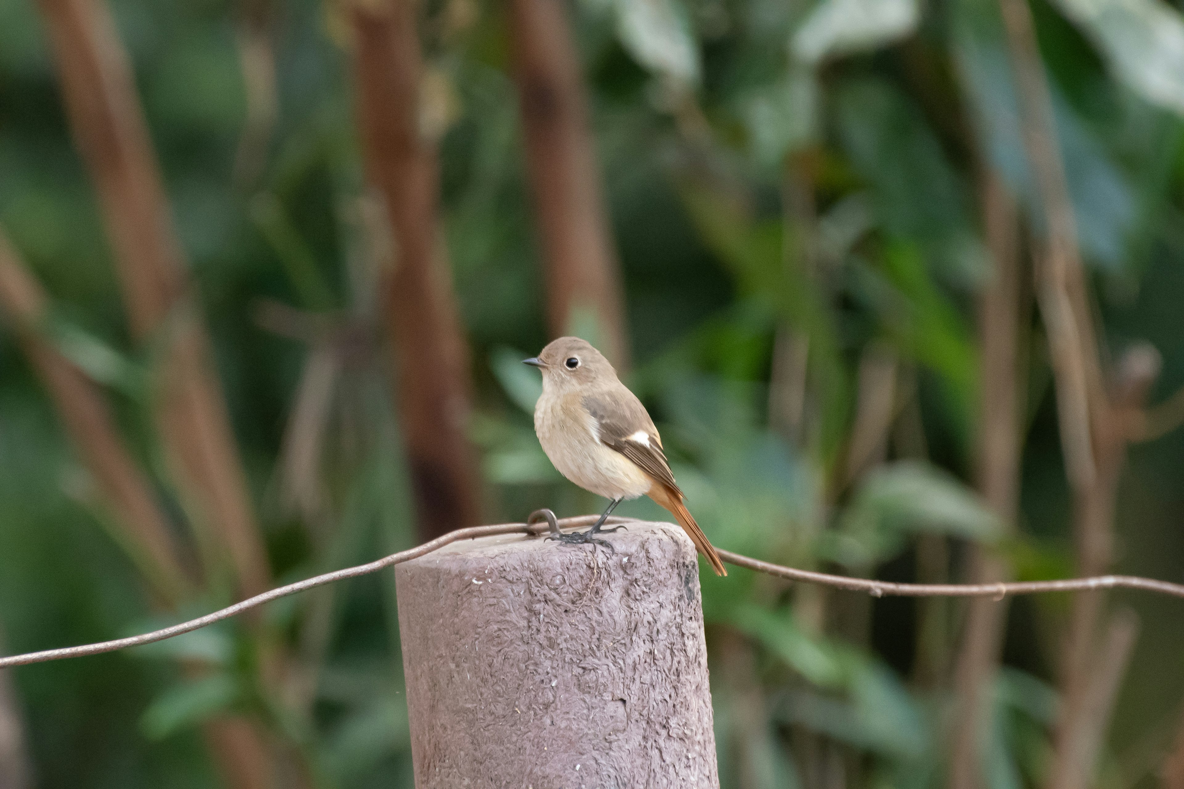 A small bird perched on a post with green foliage in the background