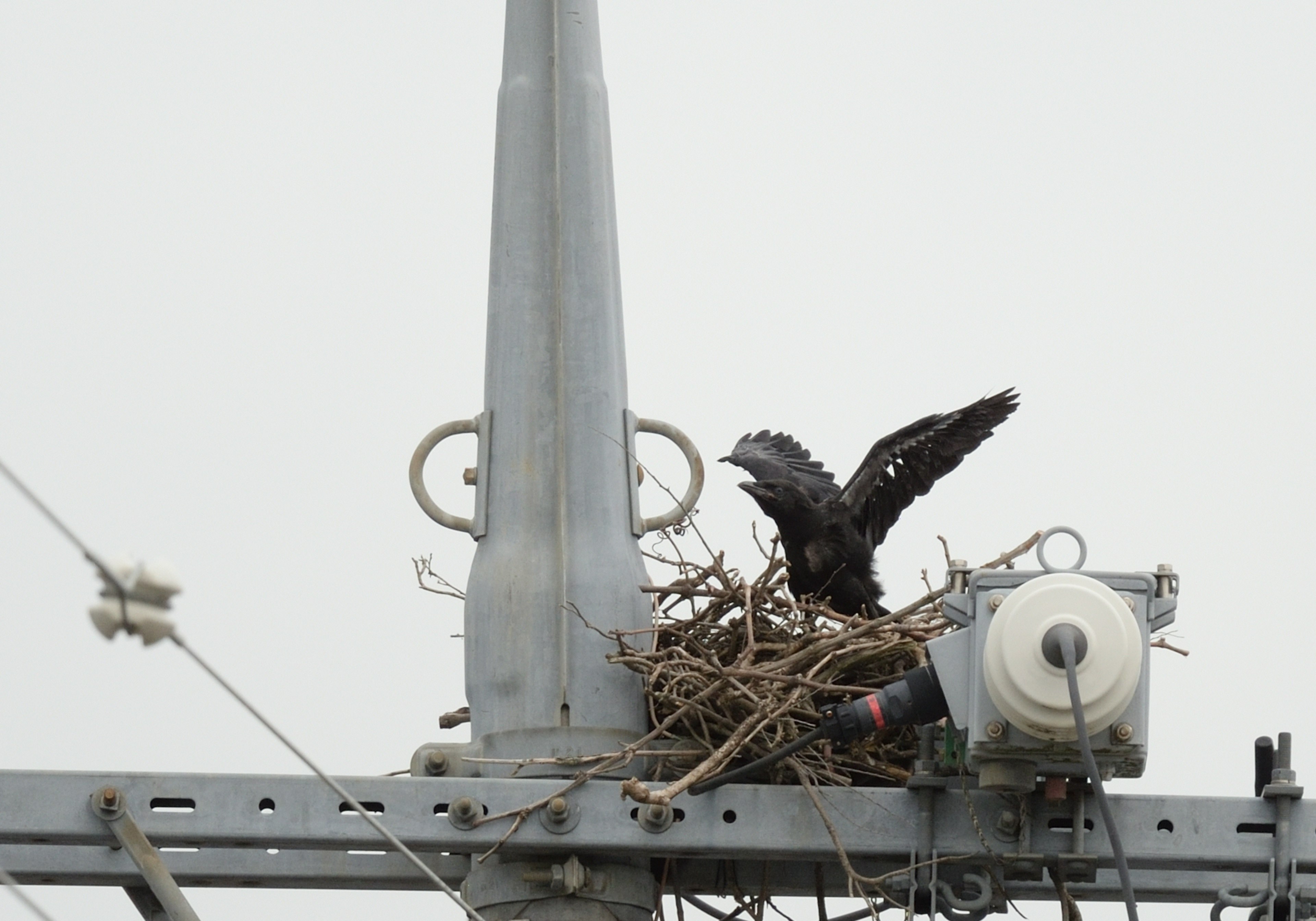 Nido de pájaro en un poste de electricidad con un pájaro extendiendo sus alas