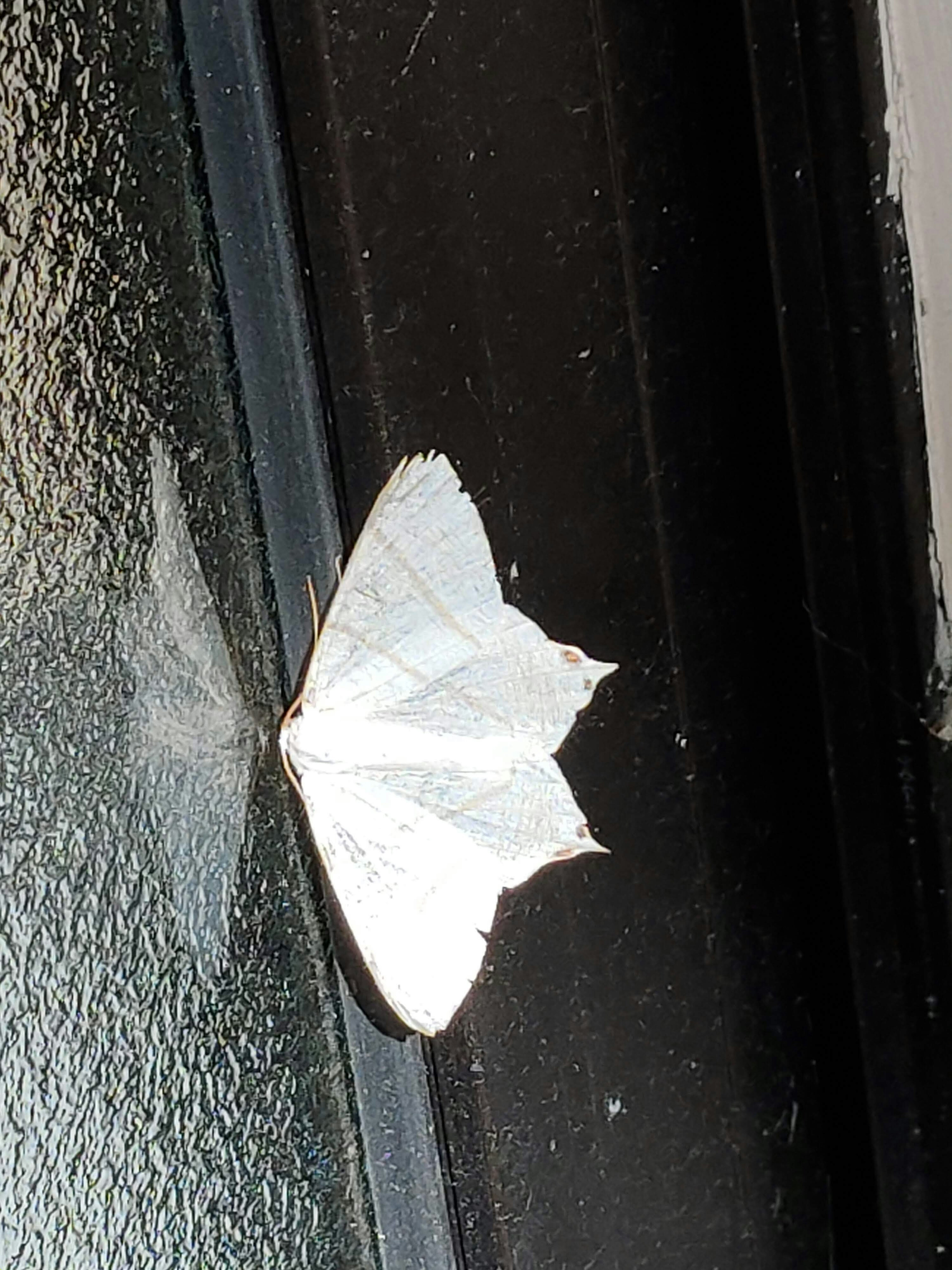 A white moth resting on a glass window