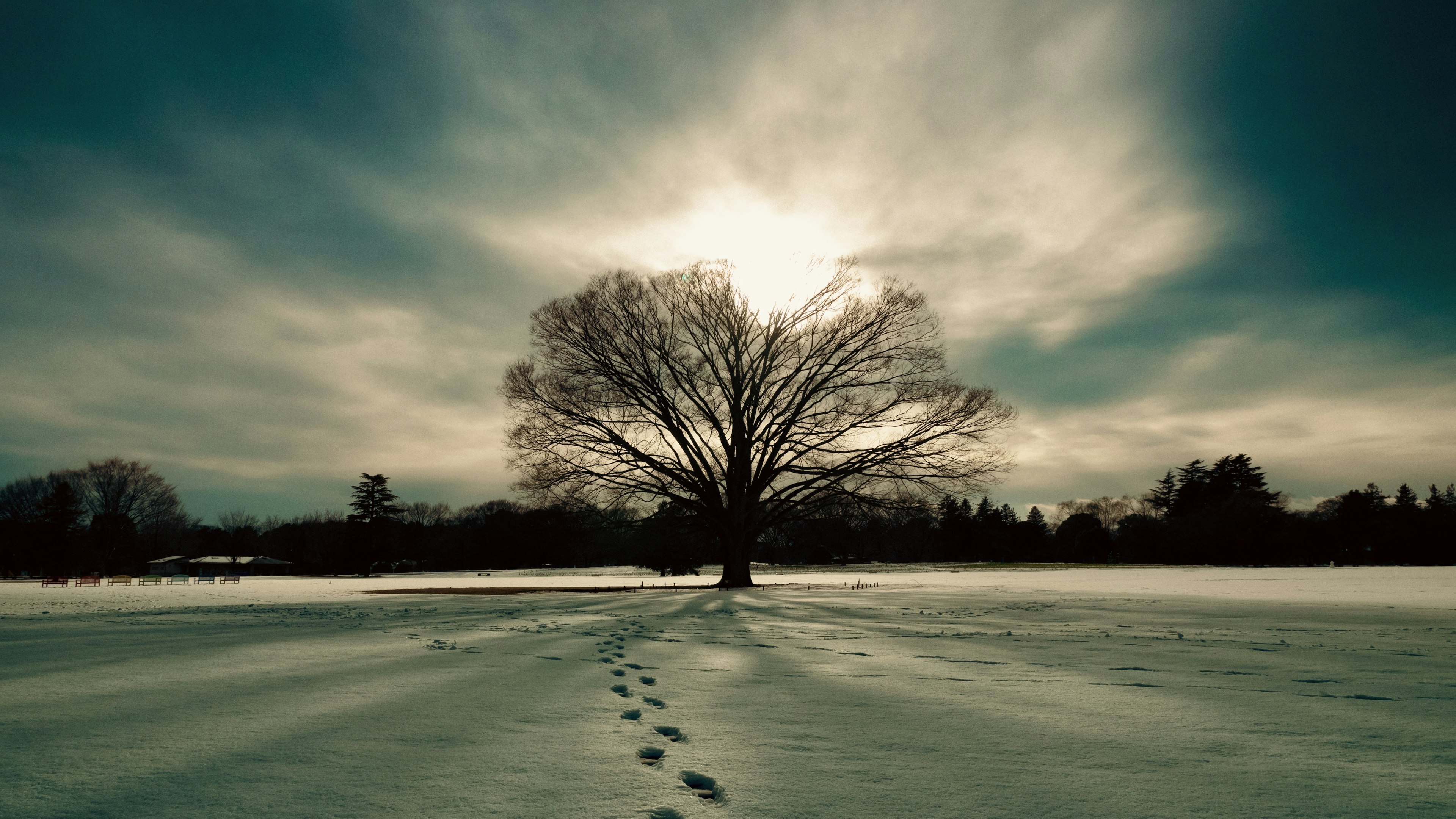 A large tree standing in a snowy field with footprints leading towards it