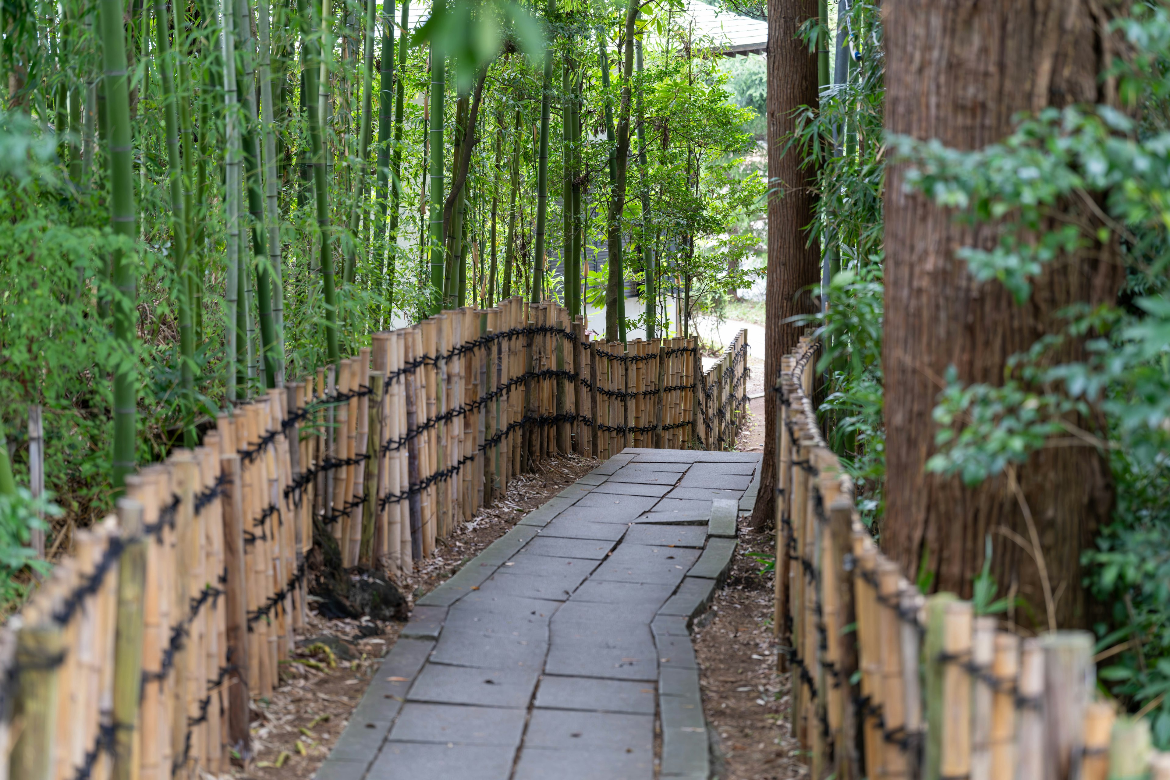 Jalan batu di hutan bambu dengan pagar bambu