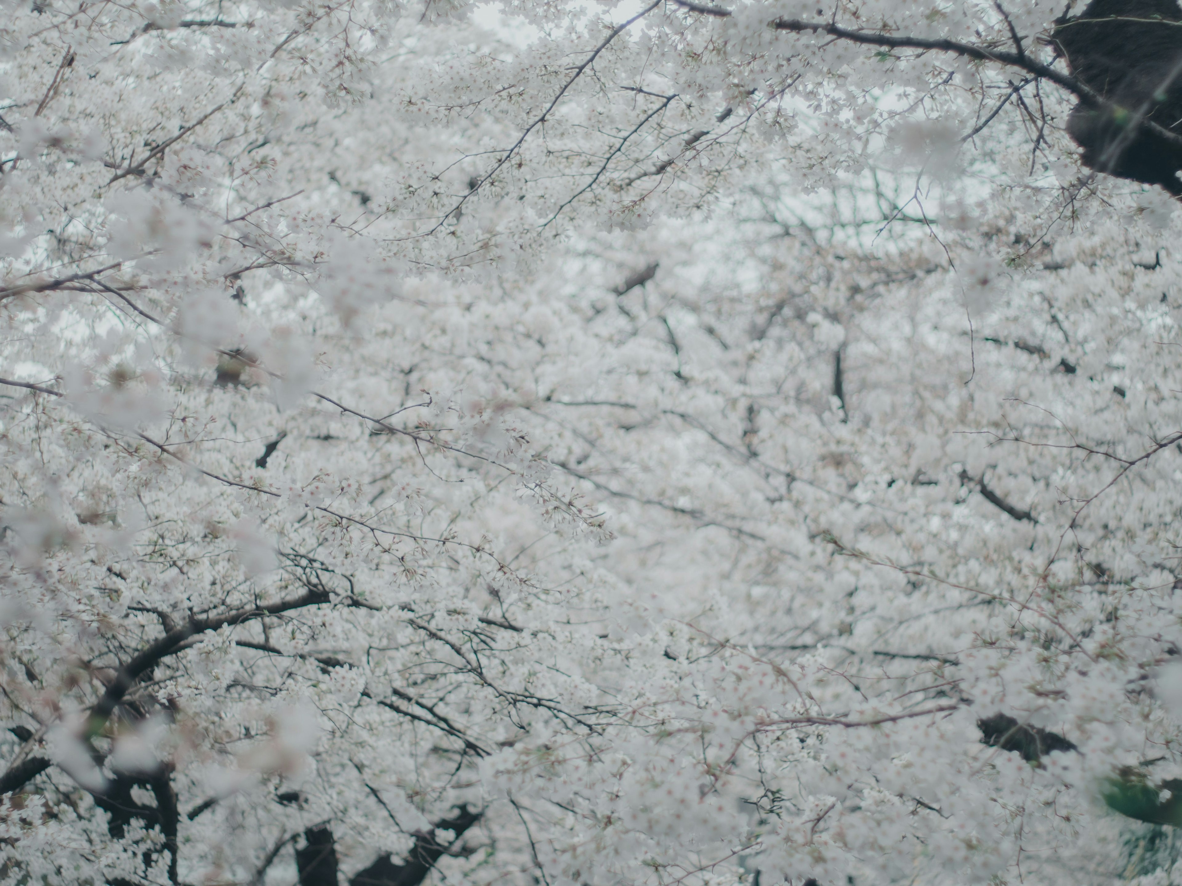 桜の花が満開の木の枝のクローズアップ