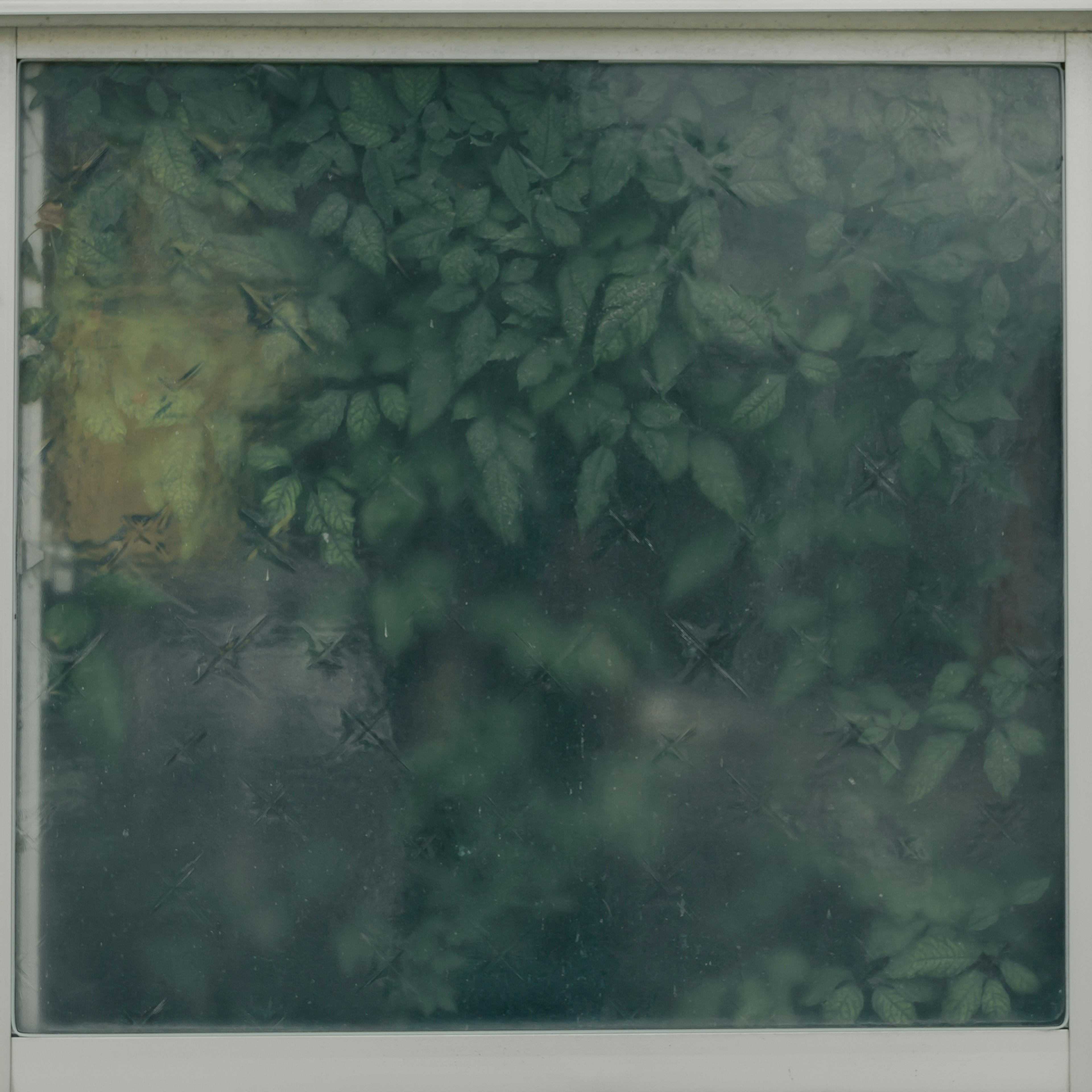 Blurred window revealing a pattern of green leaves