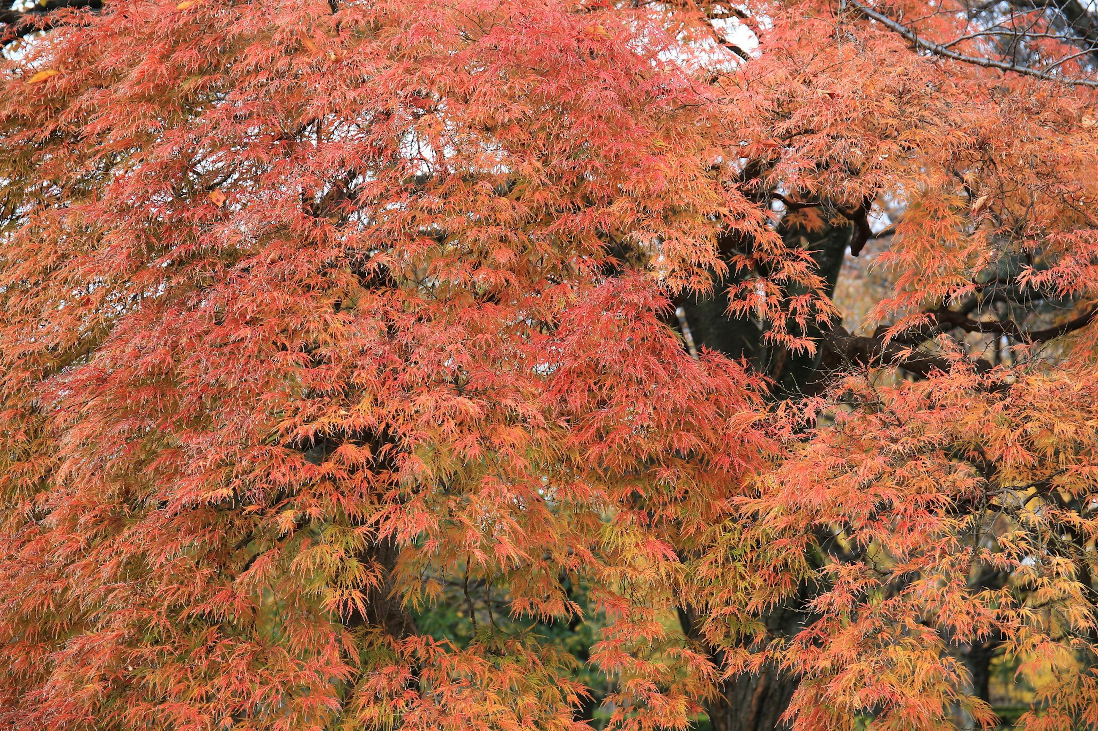 鮮やかな紅葉の葉が覆う木の枝