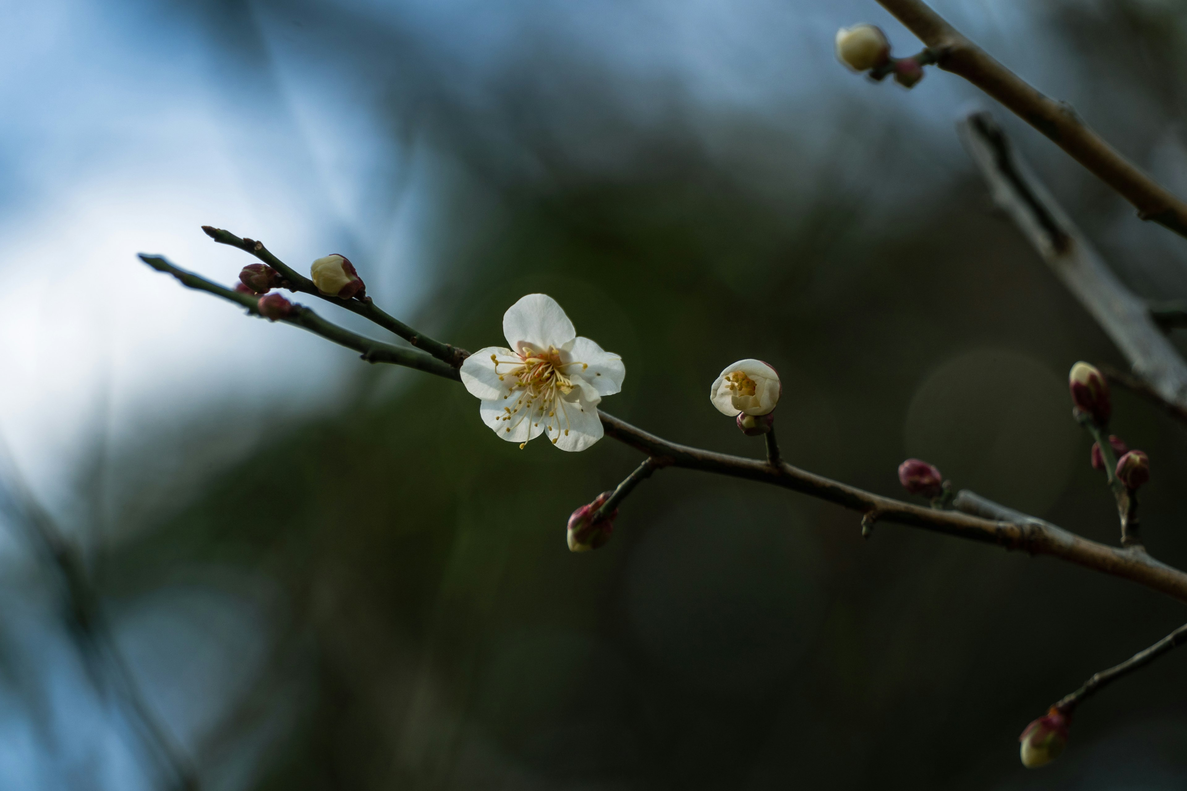 Close-up of a plum branch with blooming white flowers