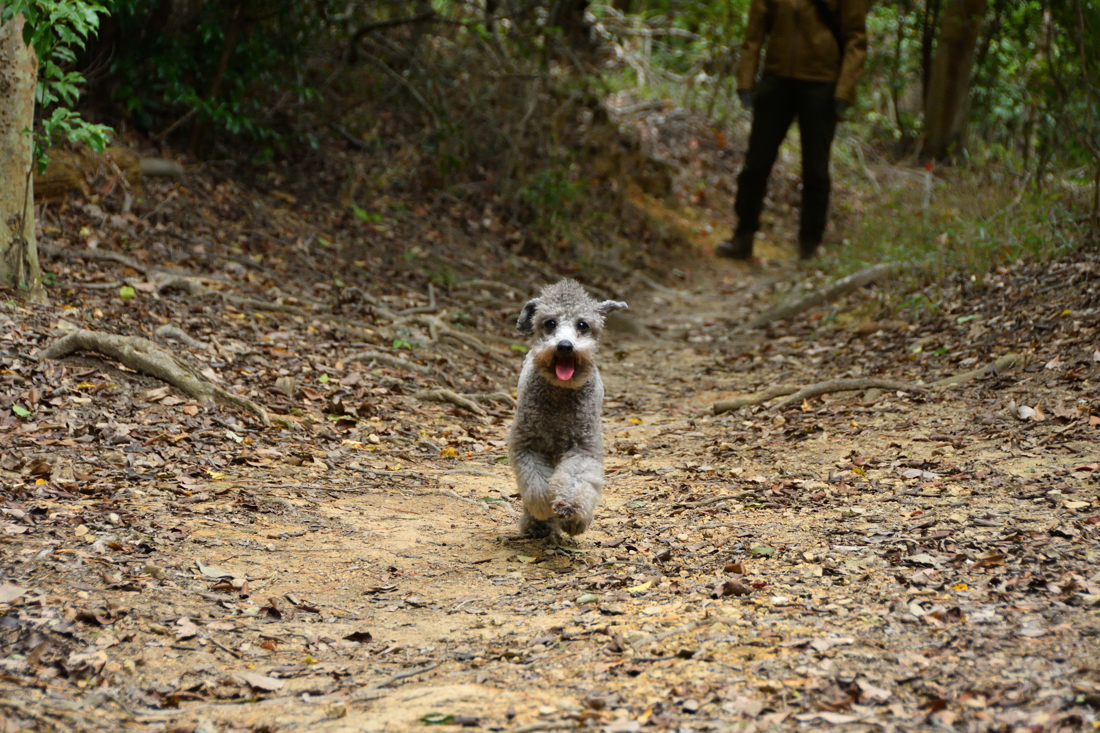 Anjing Schnauzer berlari di jalur hutan dengan seseorang di latar belakang