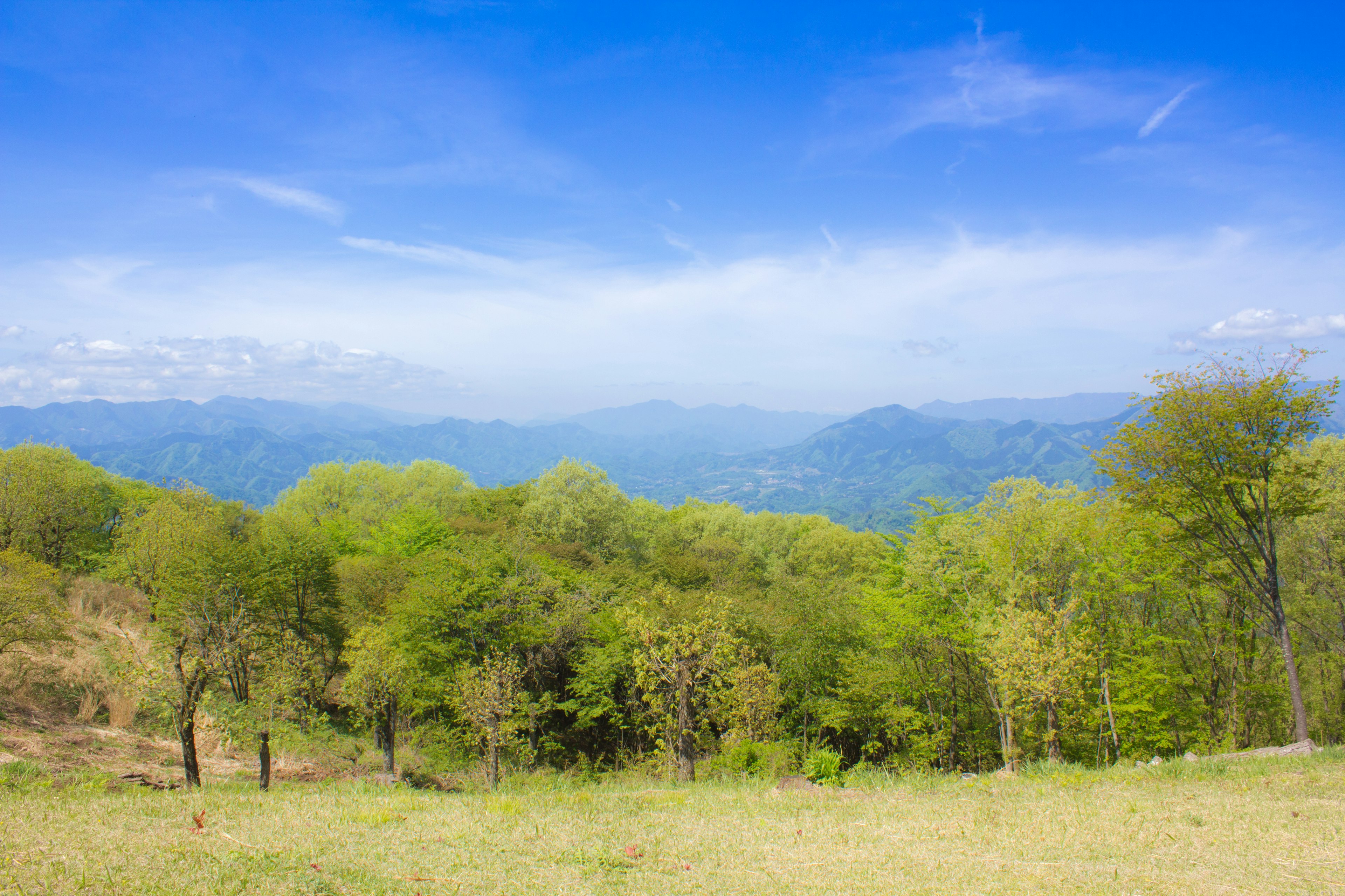 Scenic view of green trees under a blue sky