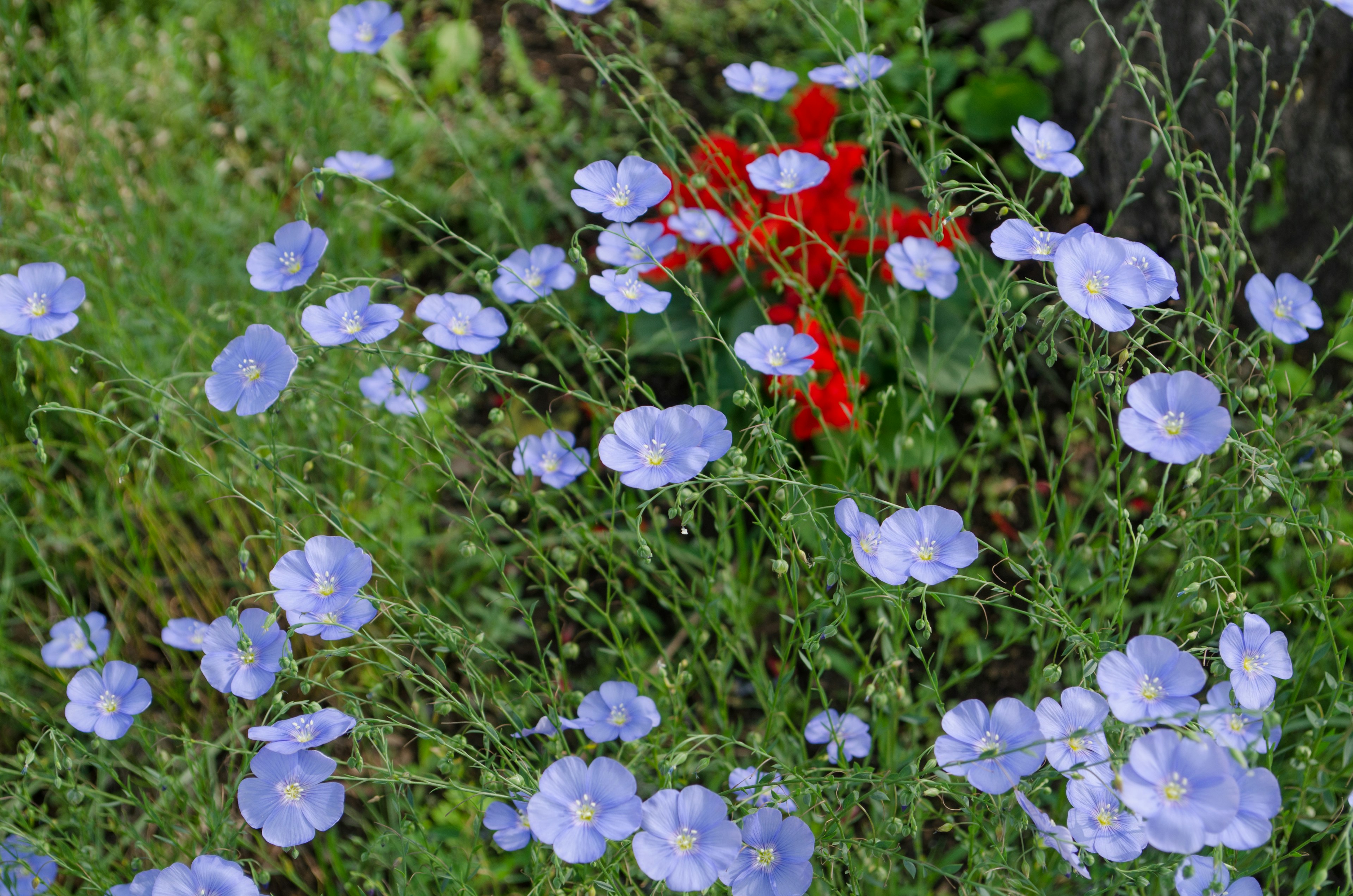 ดอกไม้สีน้ำเงินและดอกไม้สีแดงบานในหญ้าสีเขียว