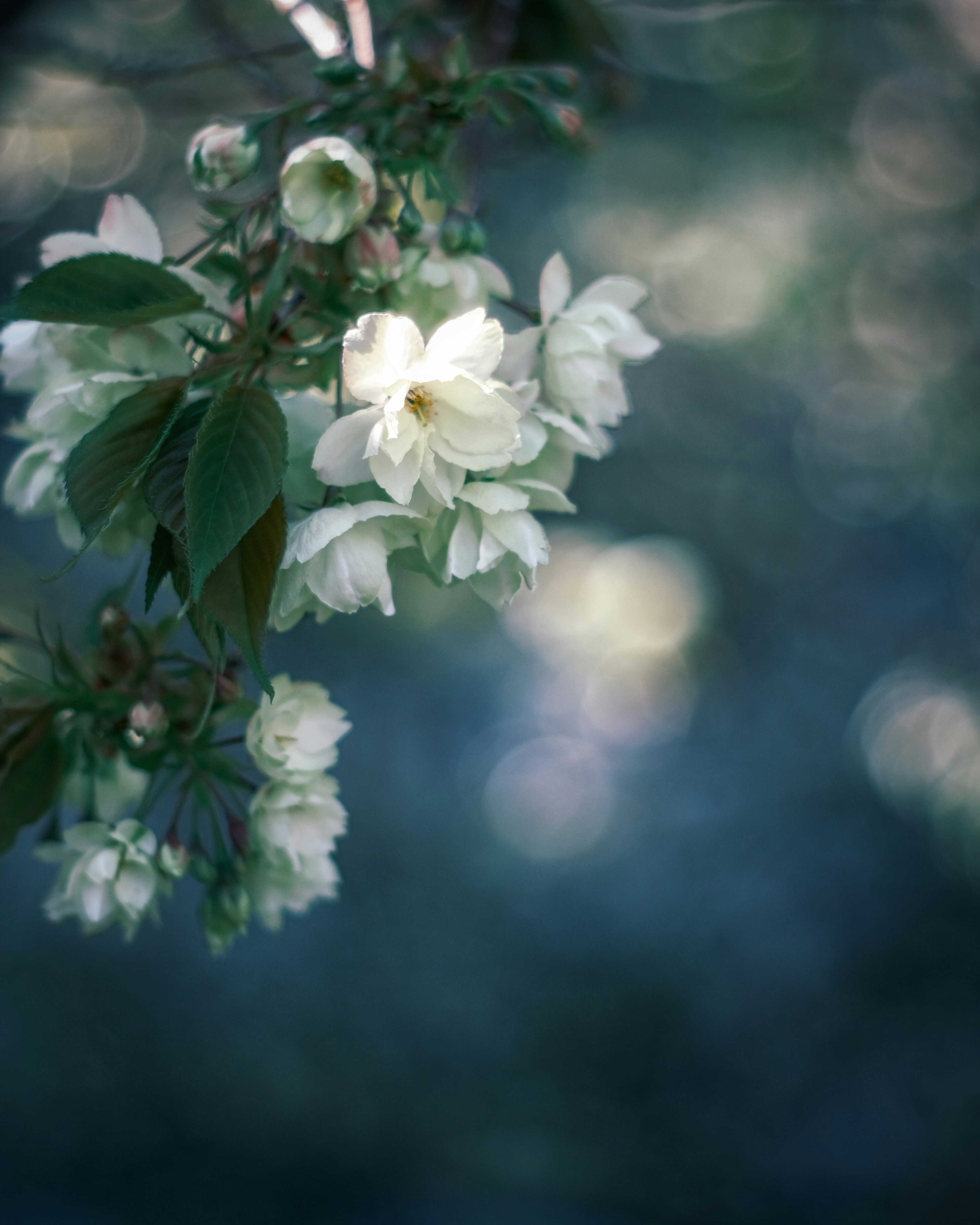 Gros plan d'une branche avec des fleurs blanches et des feuilles vertes sur fond bleu flou