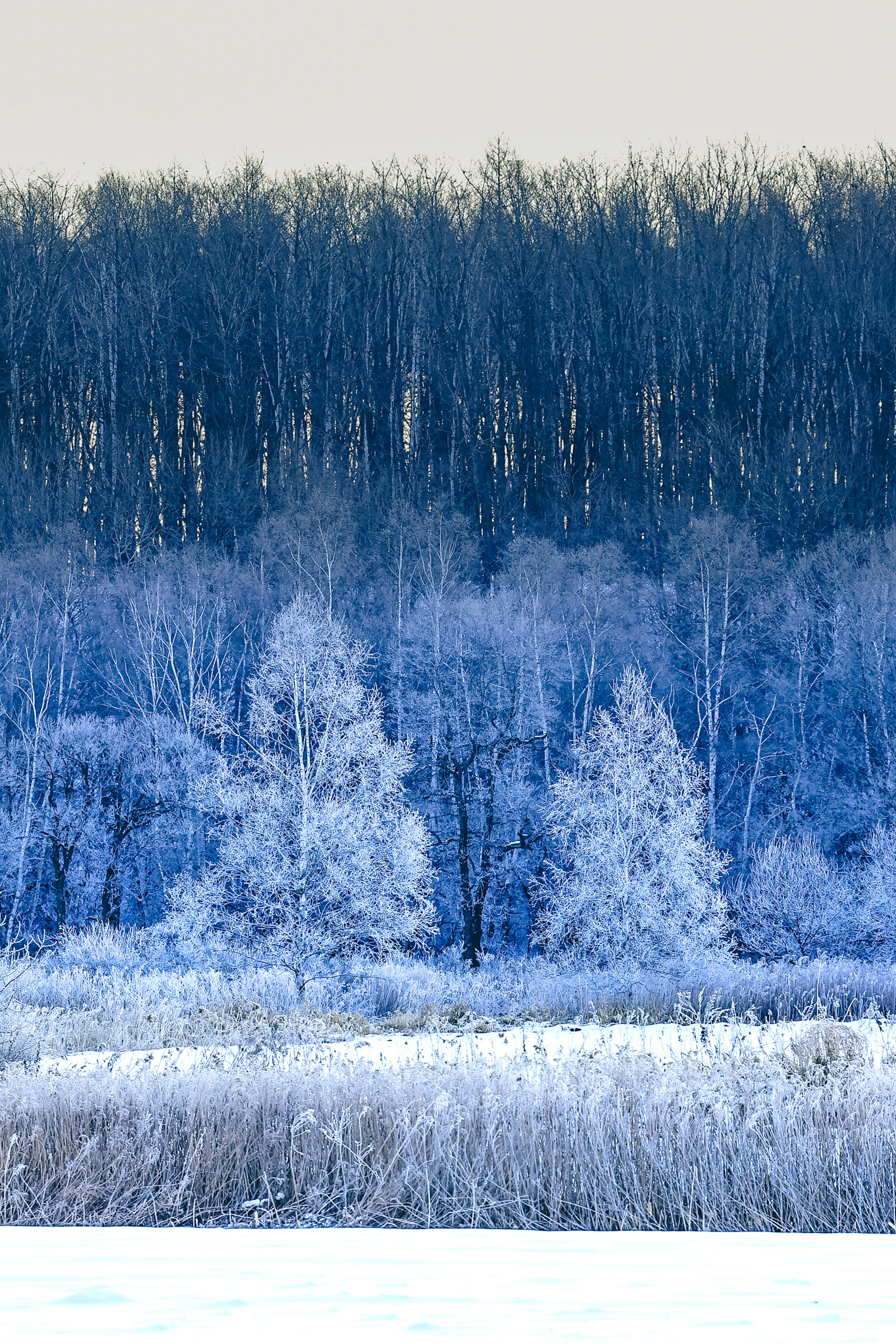 Alberi coperti di neve e paesaggio freddo