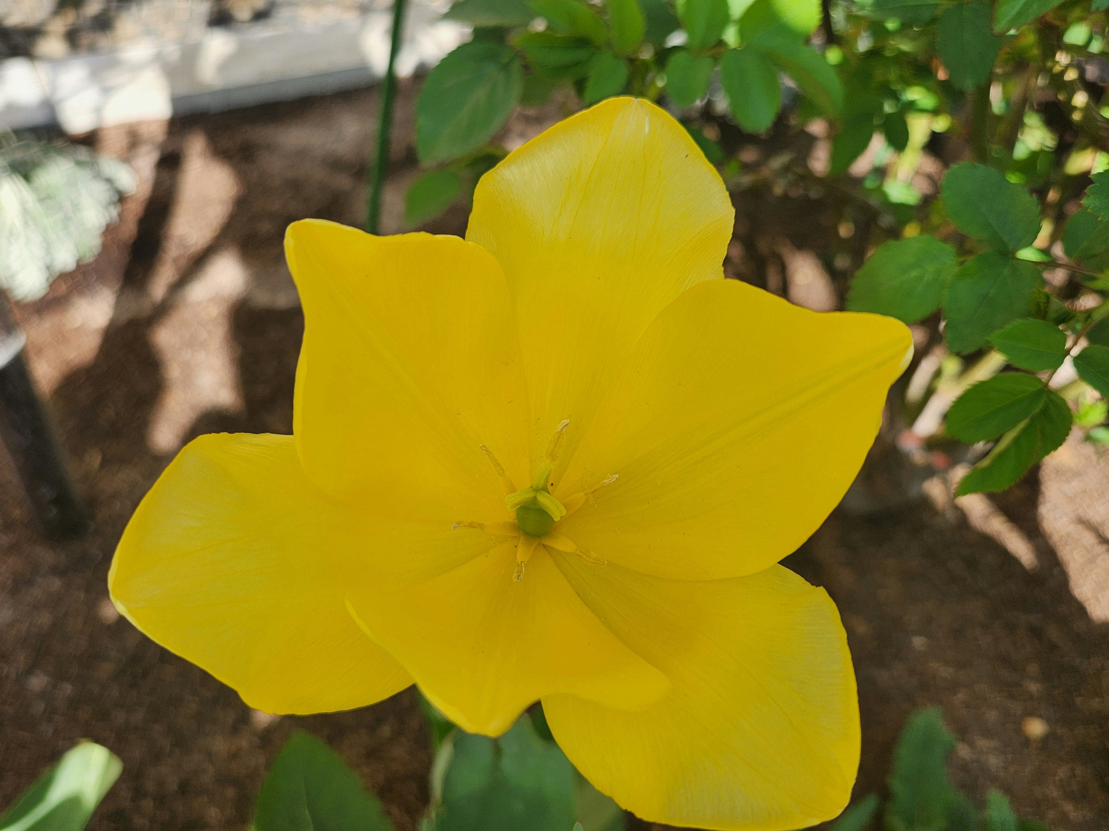 Bunga kuning cerah sedang mekar