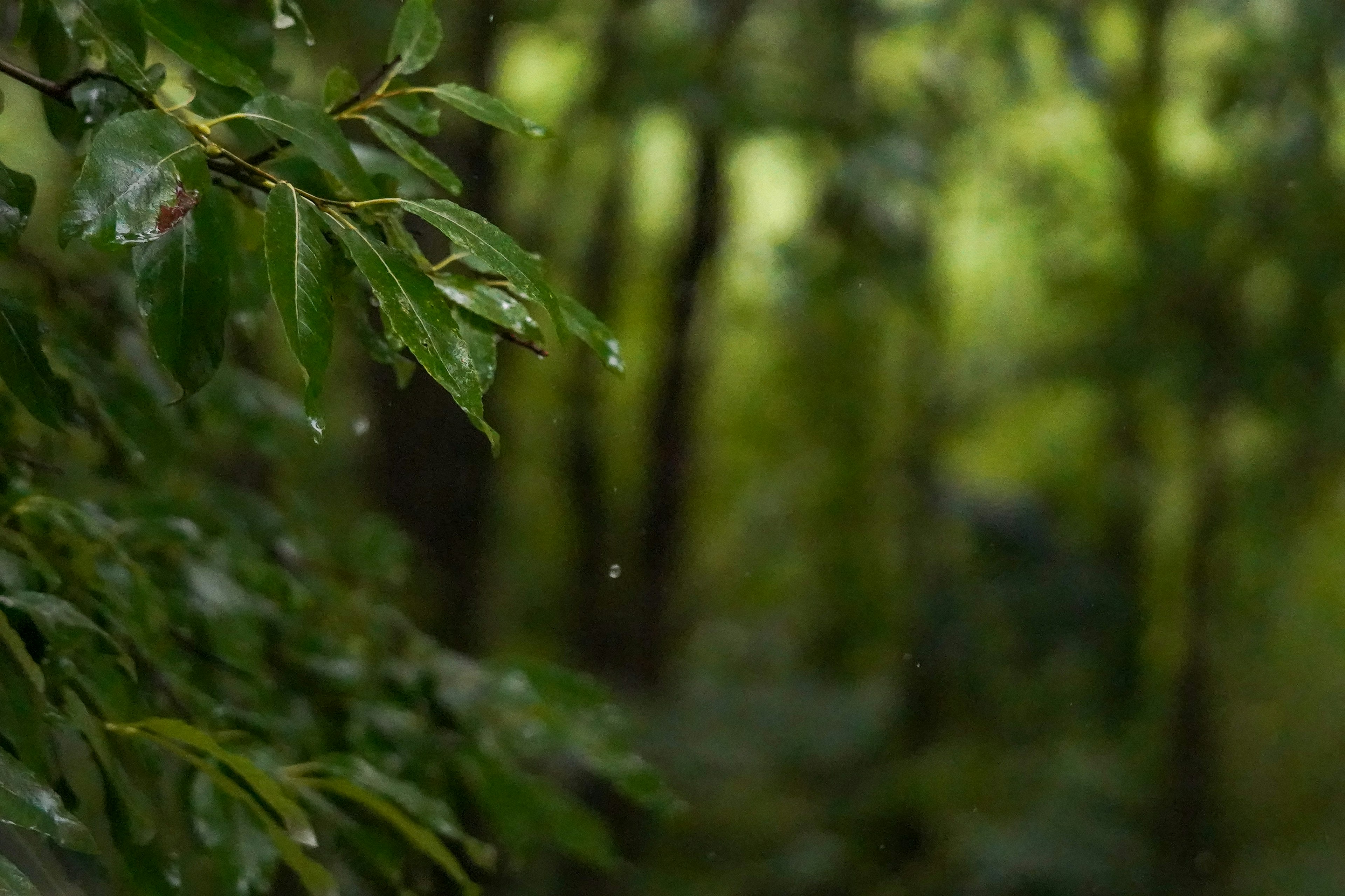 Feuilles vertes avec des gouttes de pluie et un arrière-plan de forêt flou