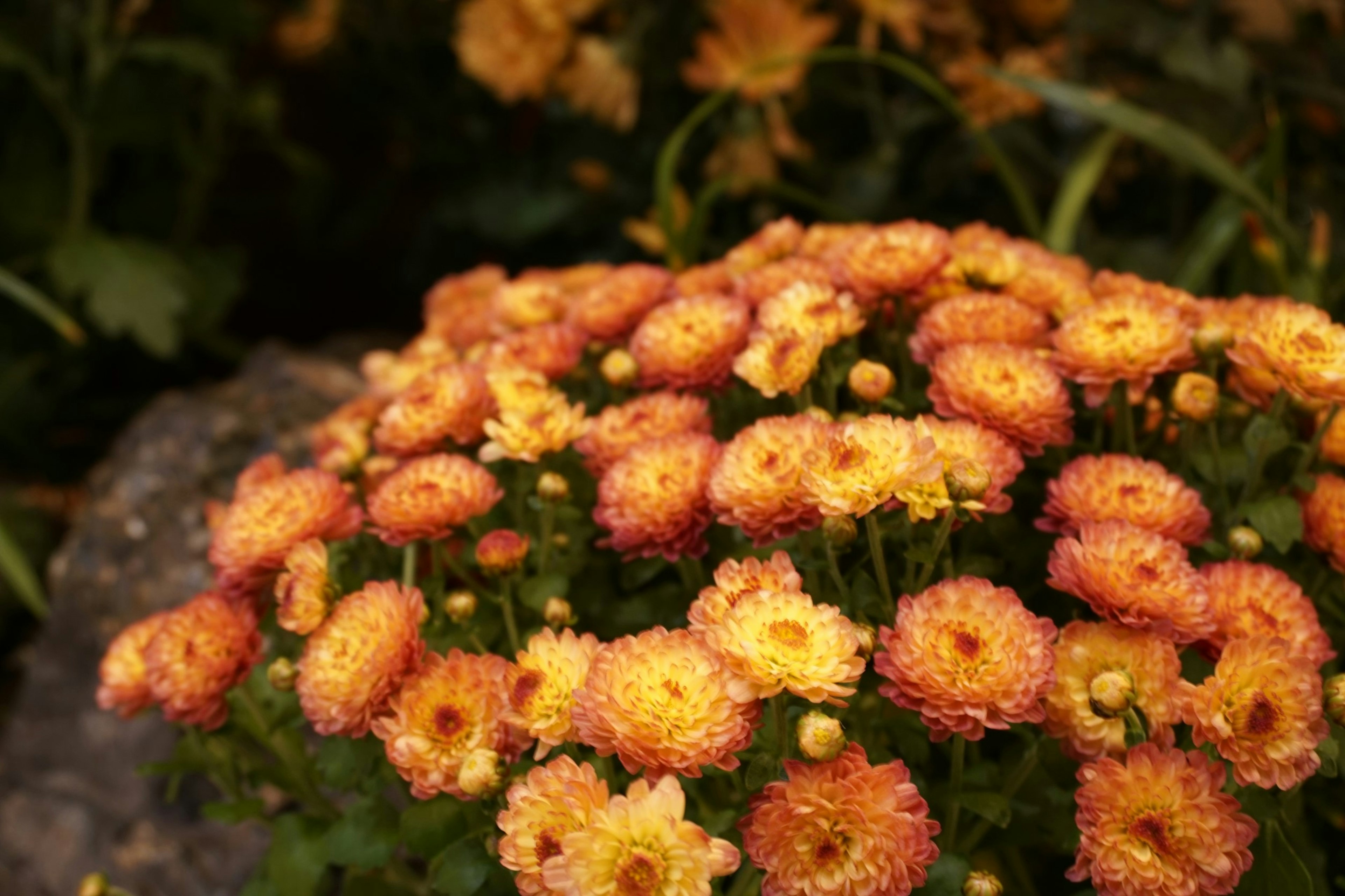 Groupe de chrysanthèmes jaunes et oranges en fleurs