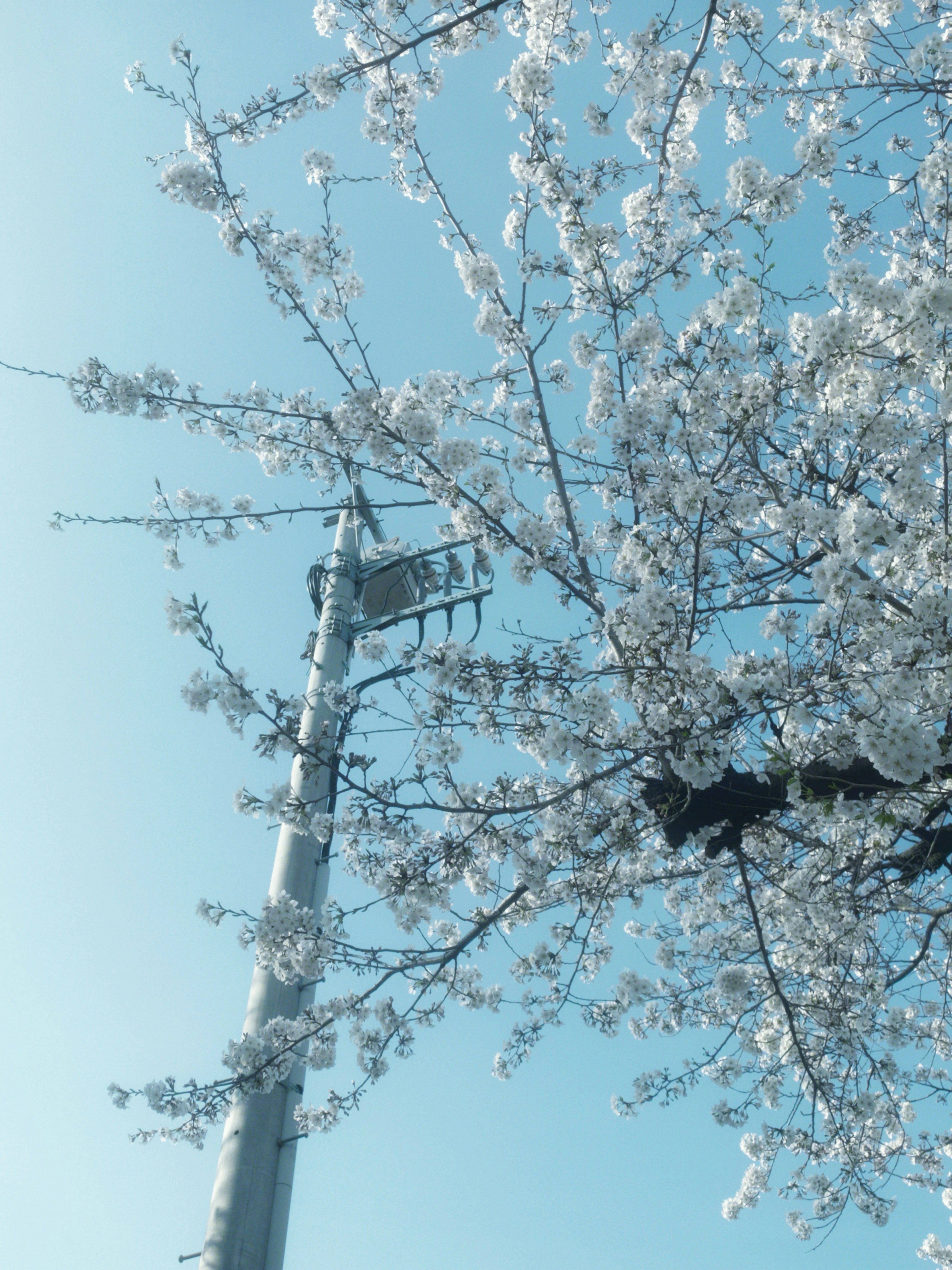 青空の下に咲く桜の花と電柱の組み合わせ