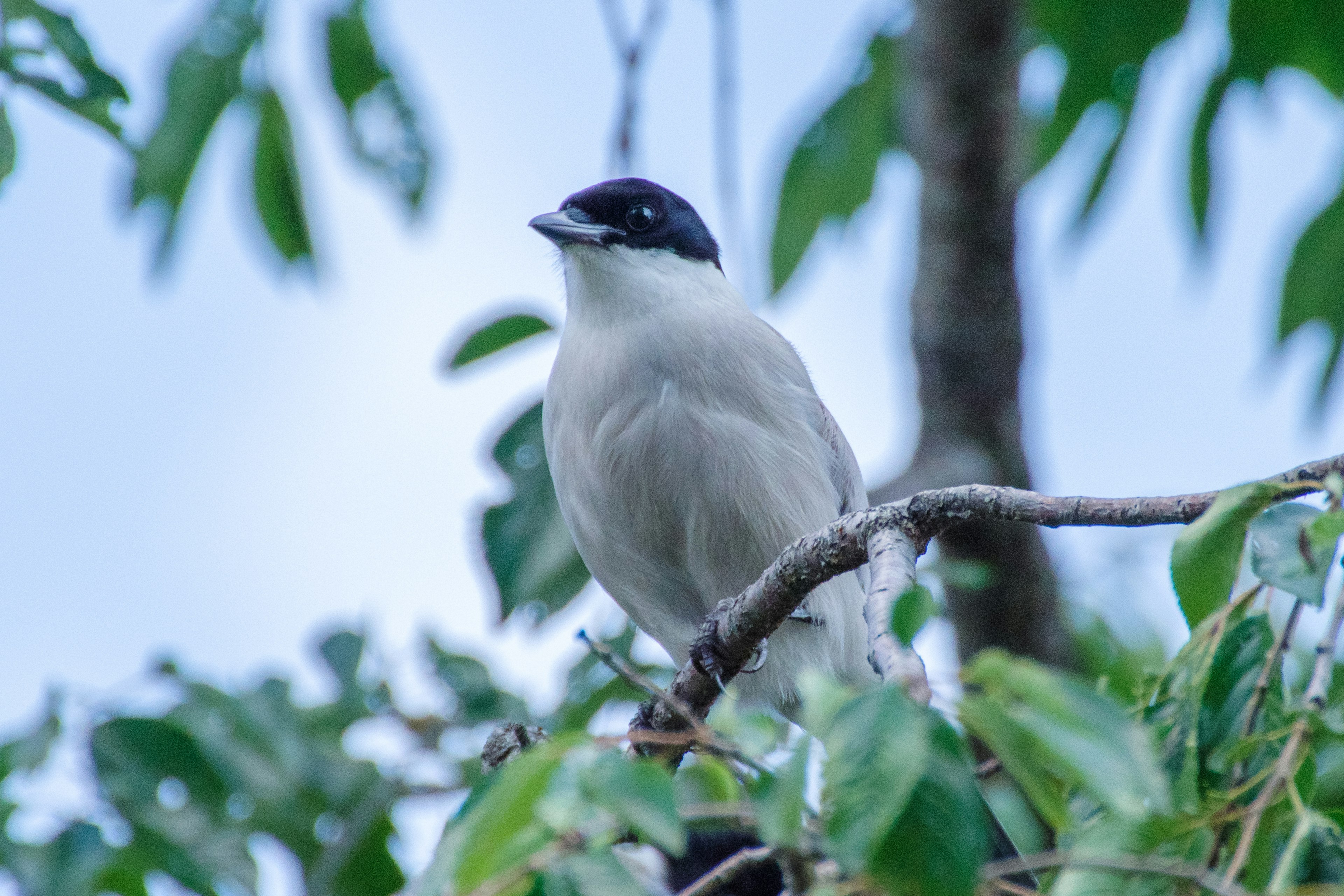 A white bird perched on a branch with green leaves