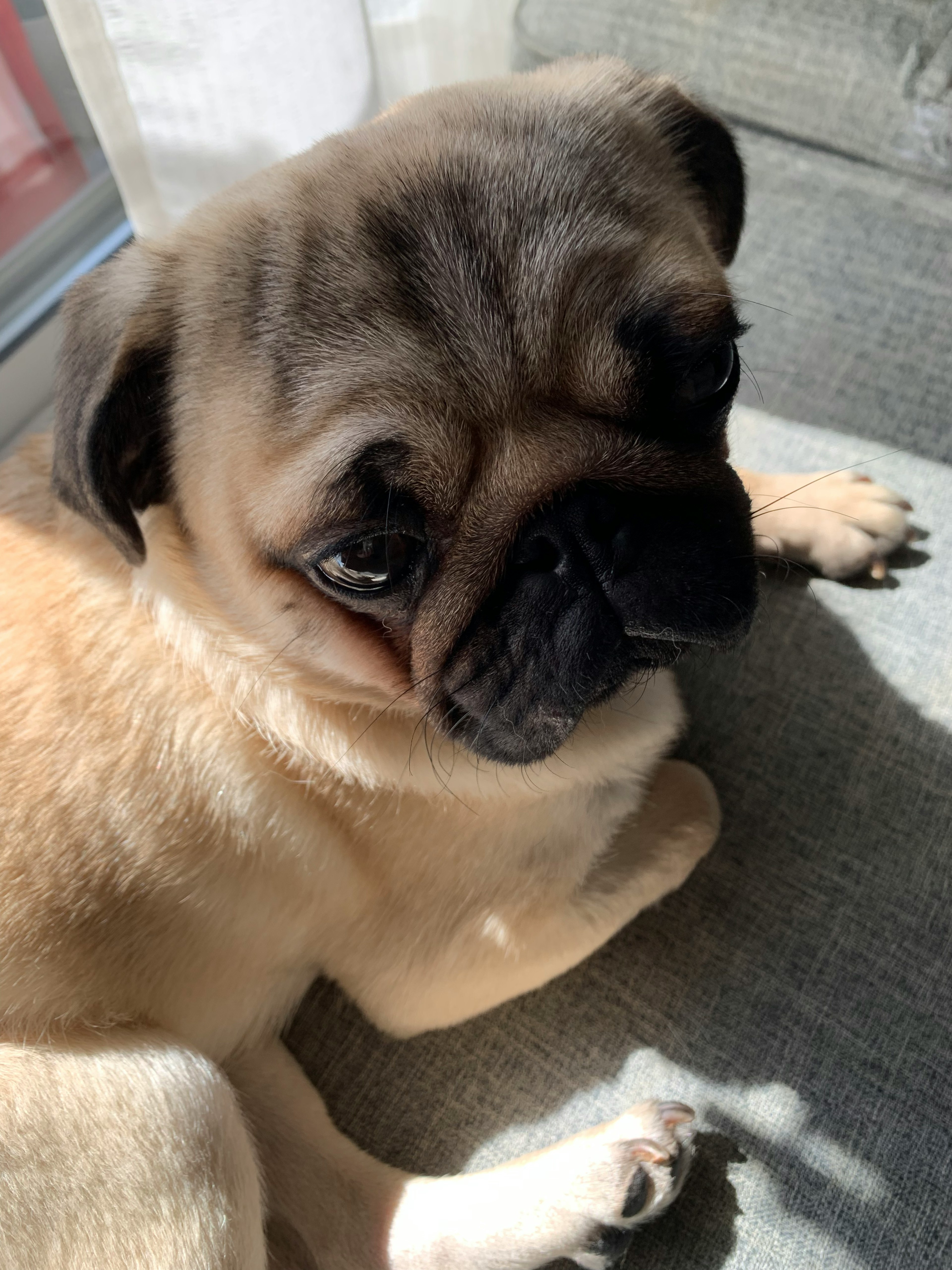 Close-up of a pug dog relaxing in sunlight