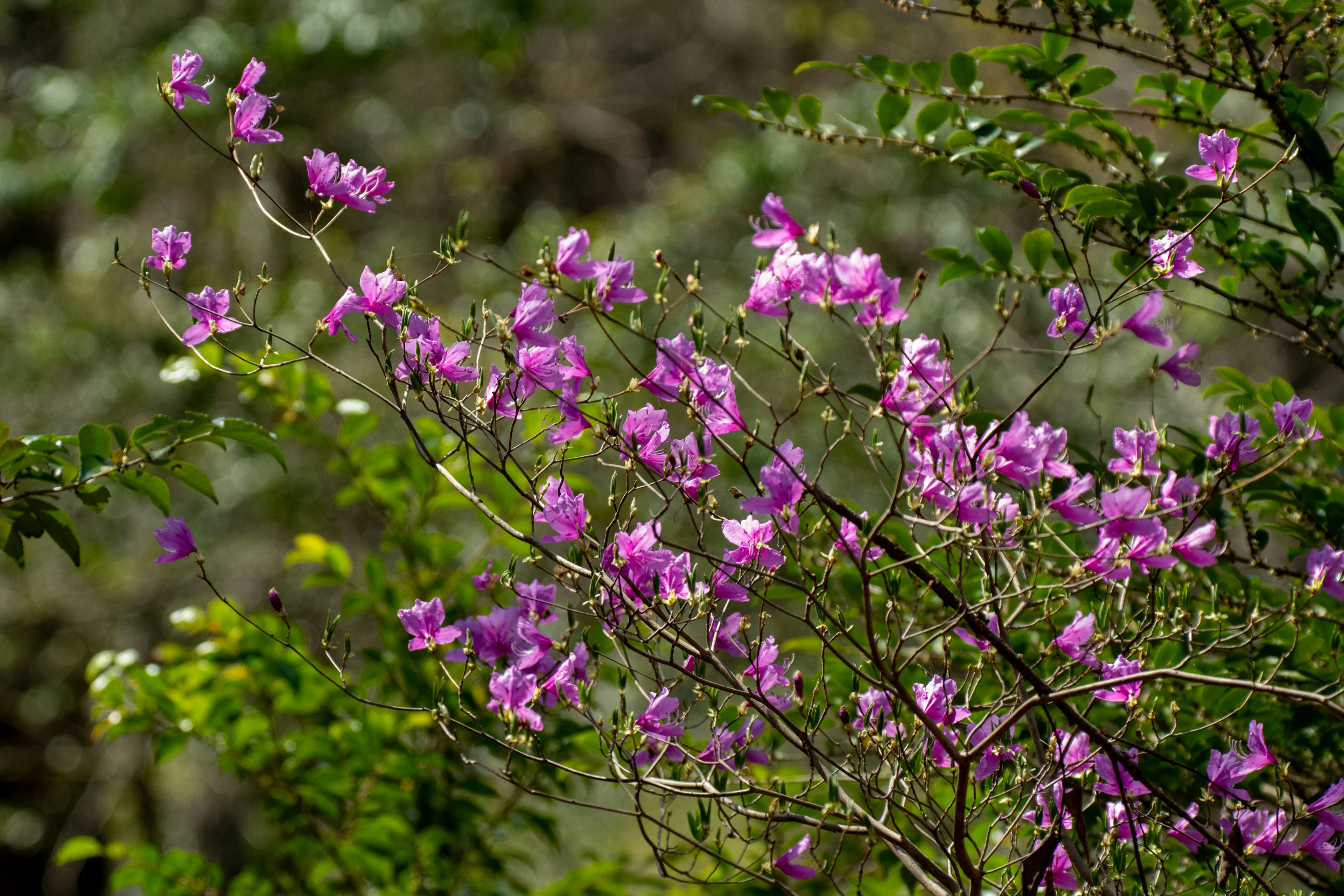 鮮やかな紫色の花が咲くブーゲンビリアの枝