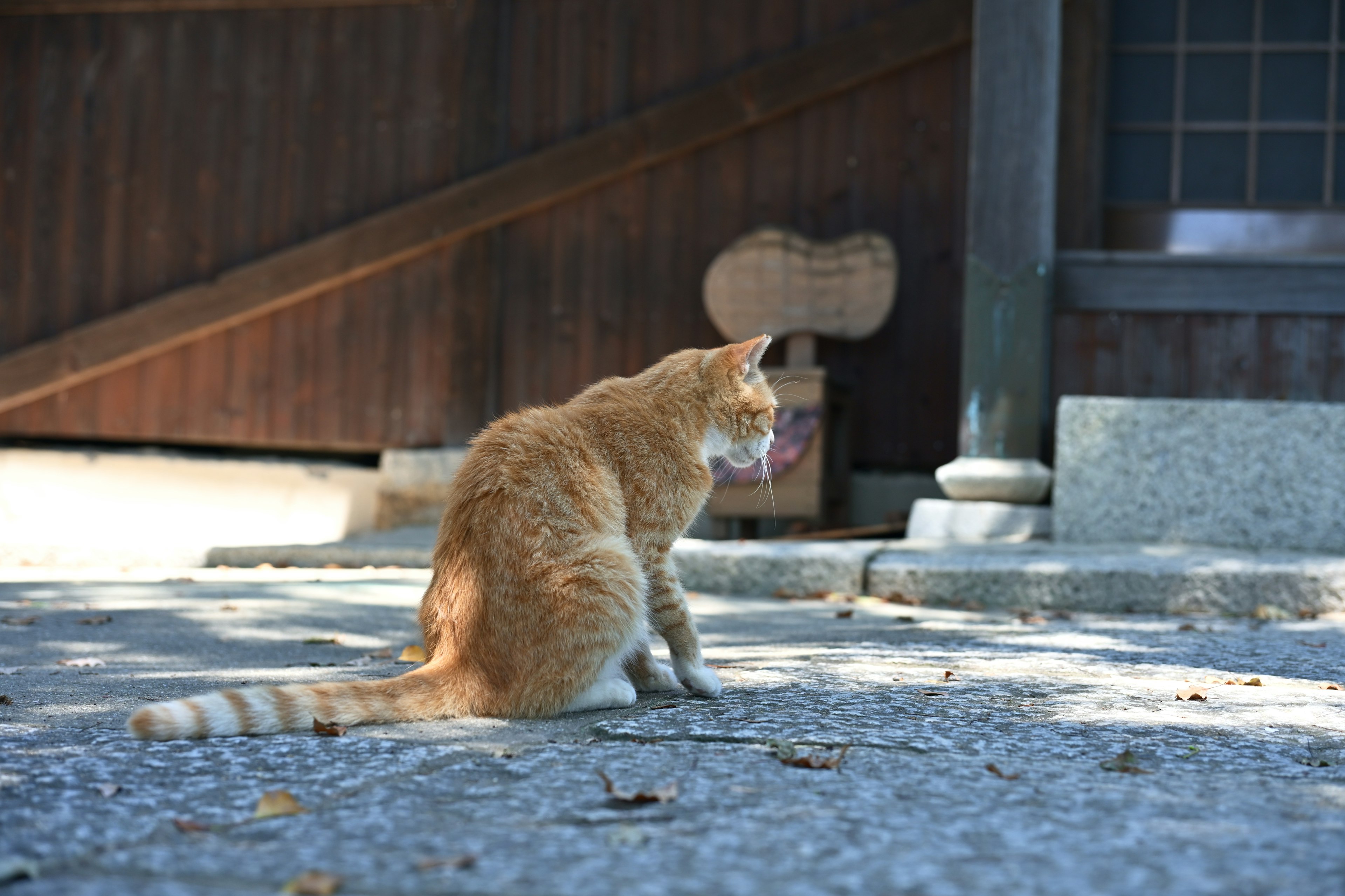 一只橙色的猫坐在石铺上