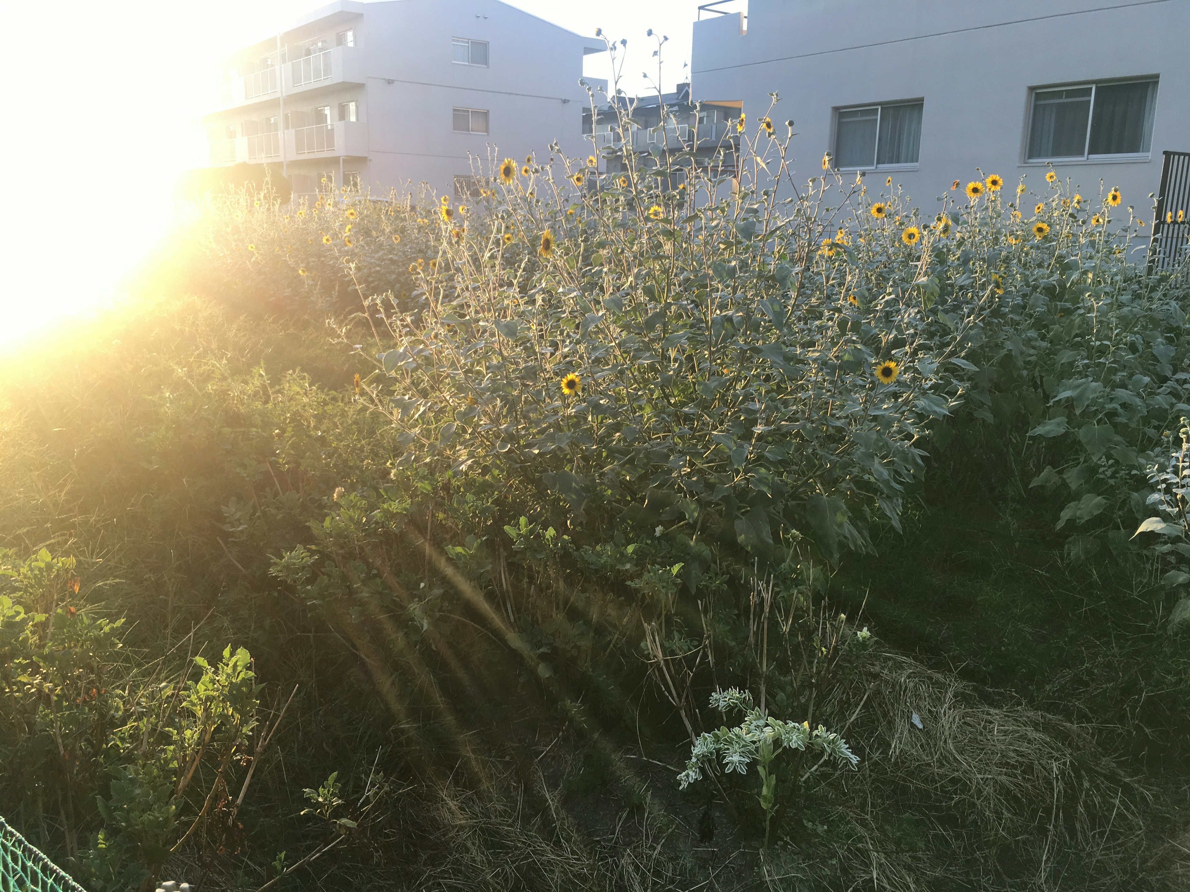 Sonnenblumencluster mit Sonnenuntergang und Gebäuden im Hintergrund