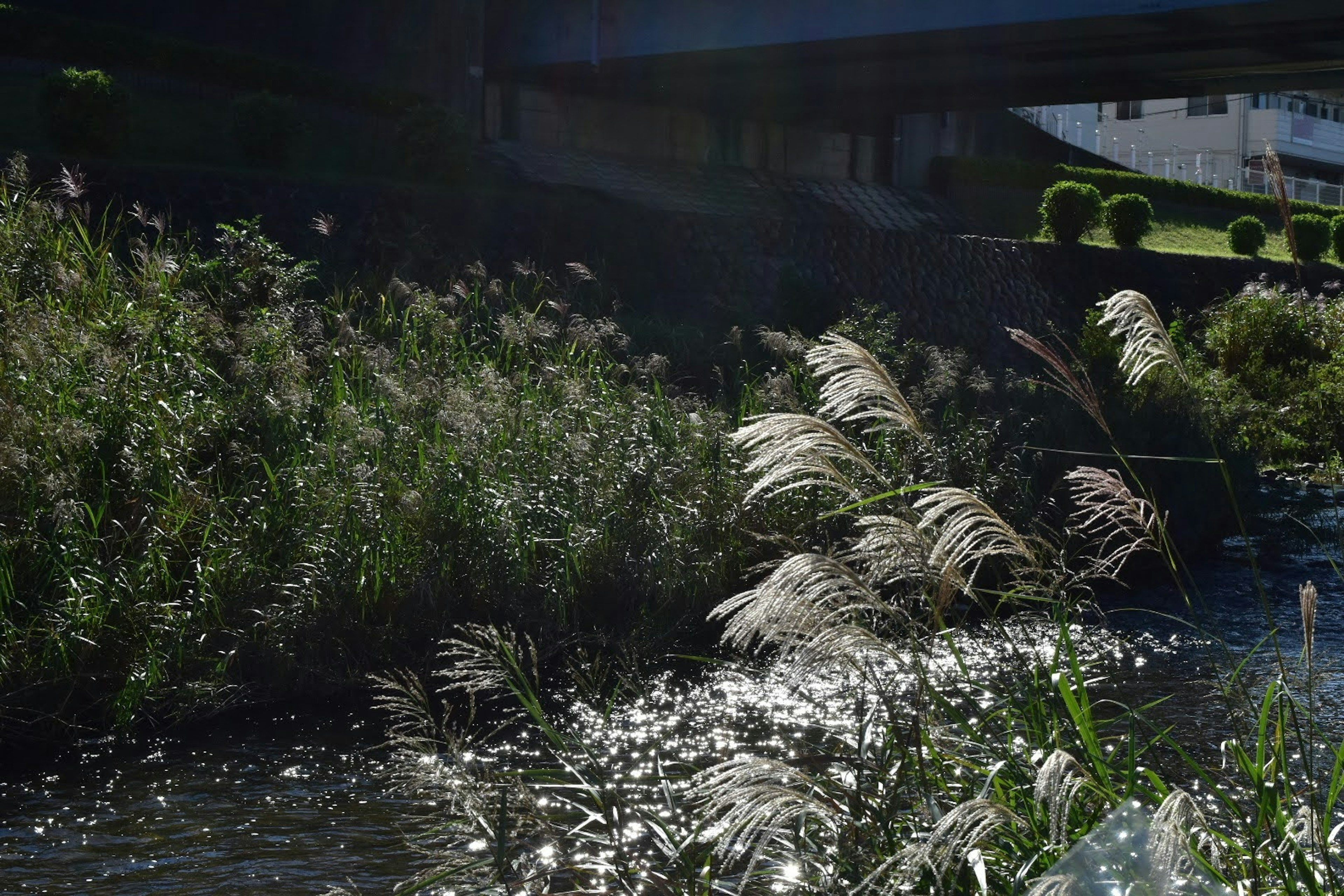 Pampas grass by the riverbank with shimmering water surface