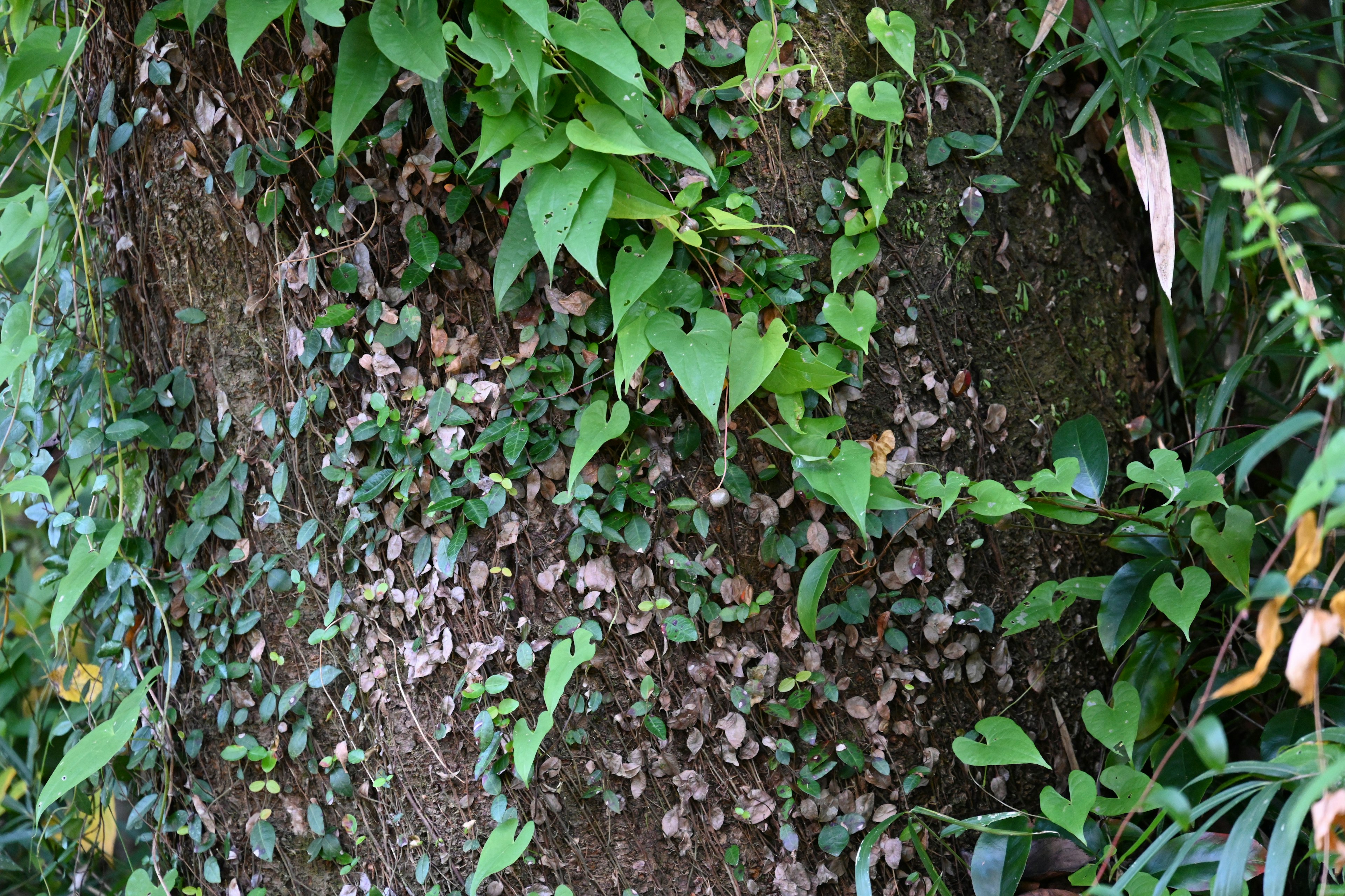 Close-up daun hijau dan sulur melilit batang pohon