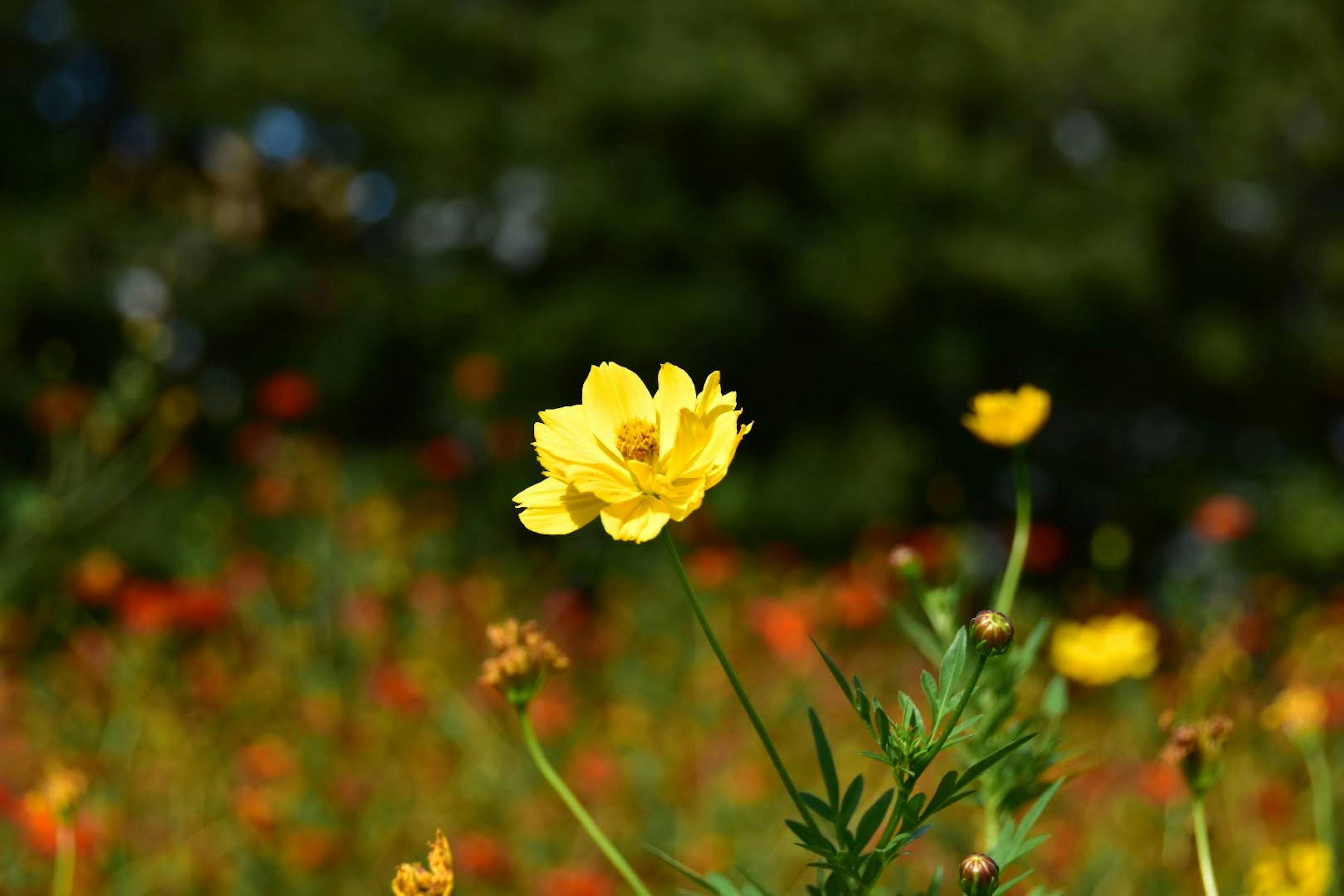 明るい黄色の花が緑の葉に囲まれている美しい風景