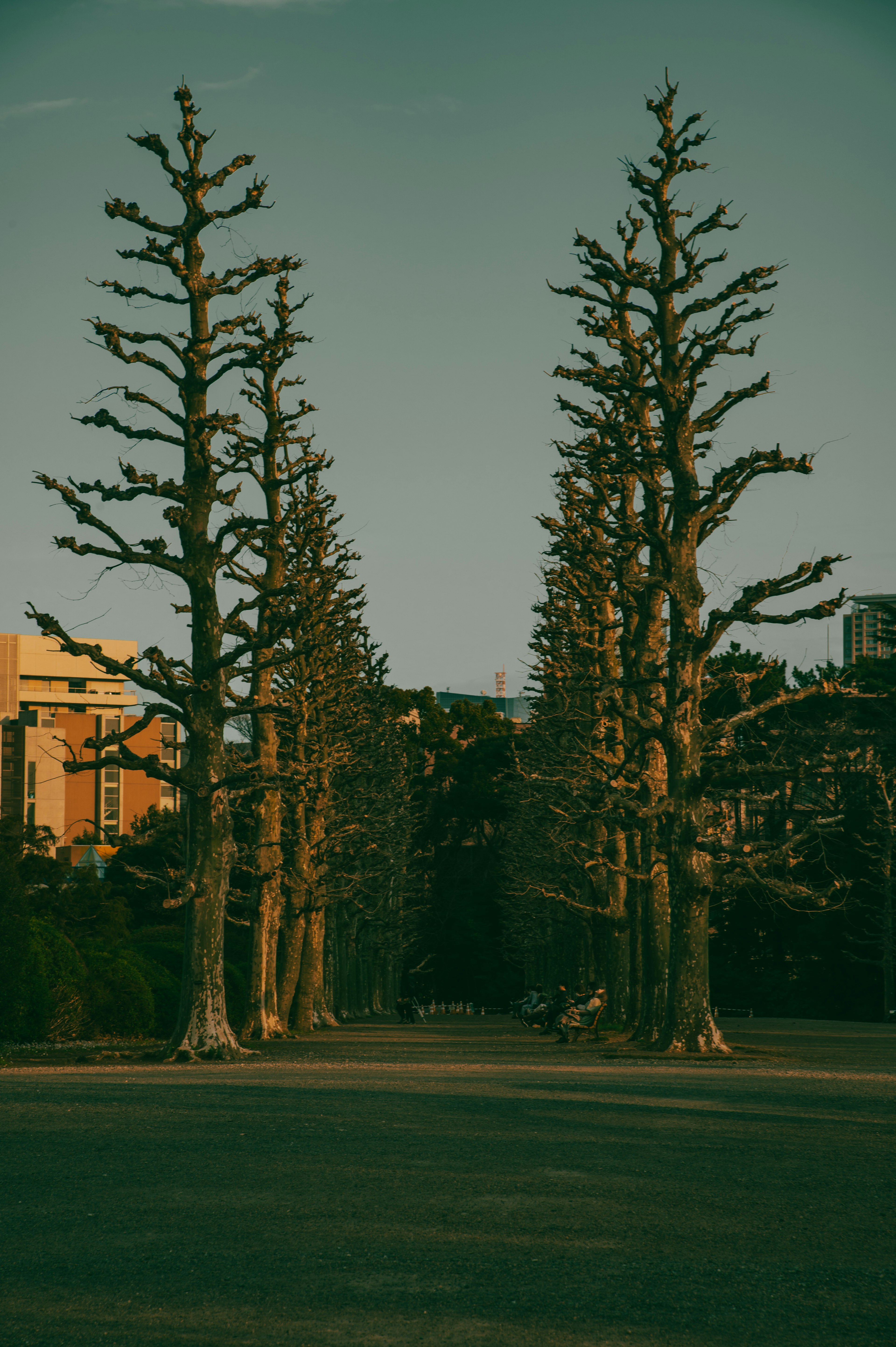 Tall trees lining a park path with buildings in the background