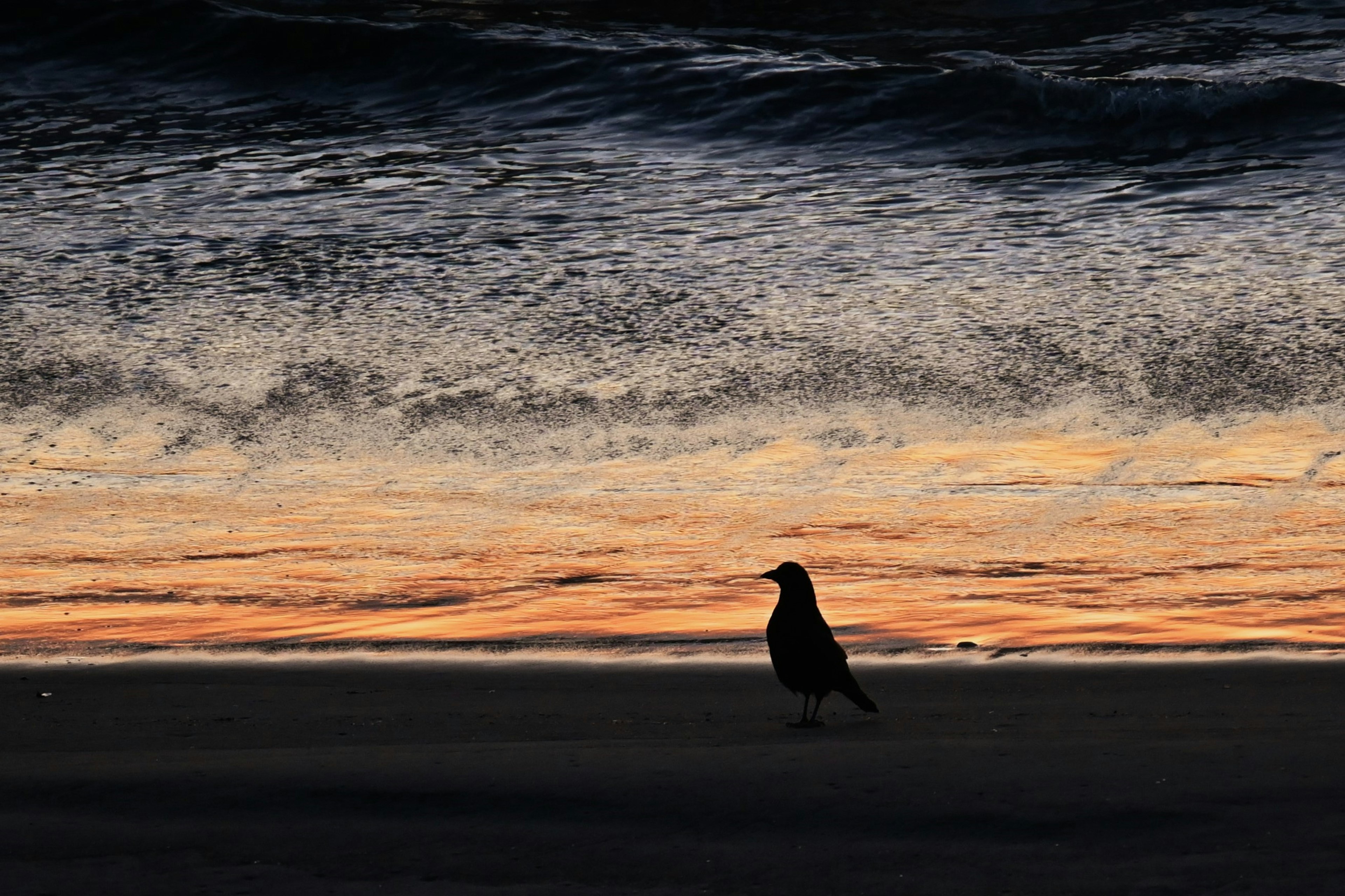 海の波と夕焼けのシルエットの中に立つ鳥