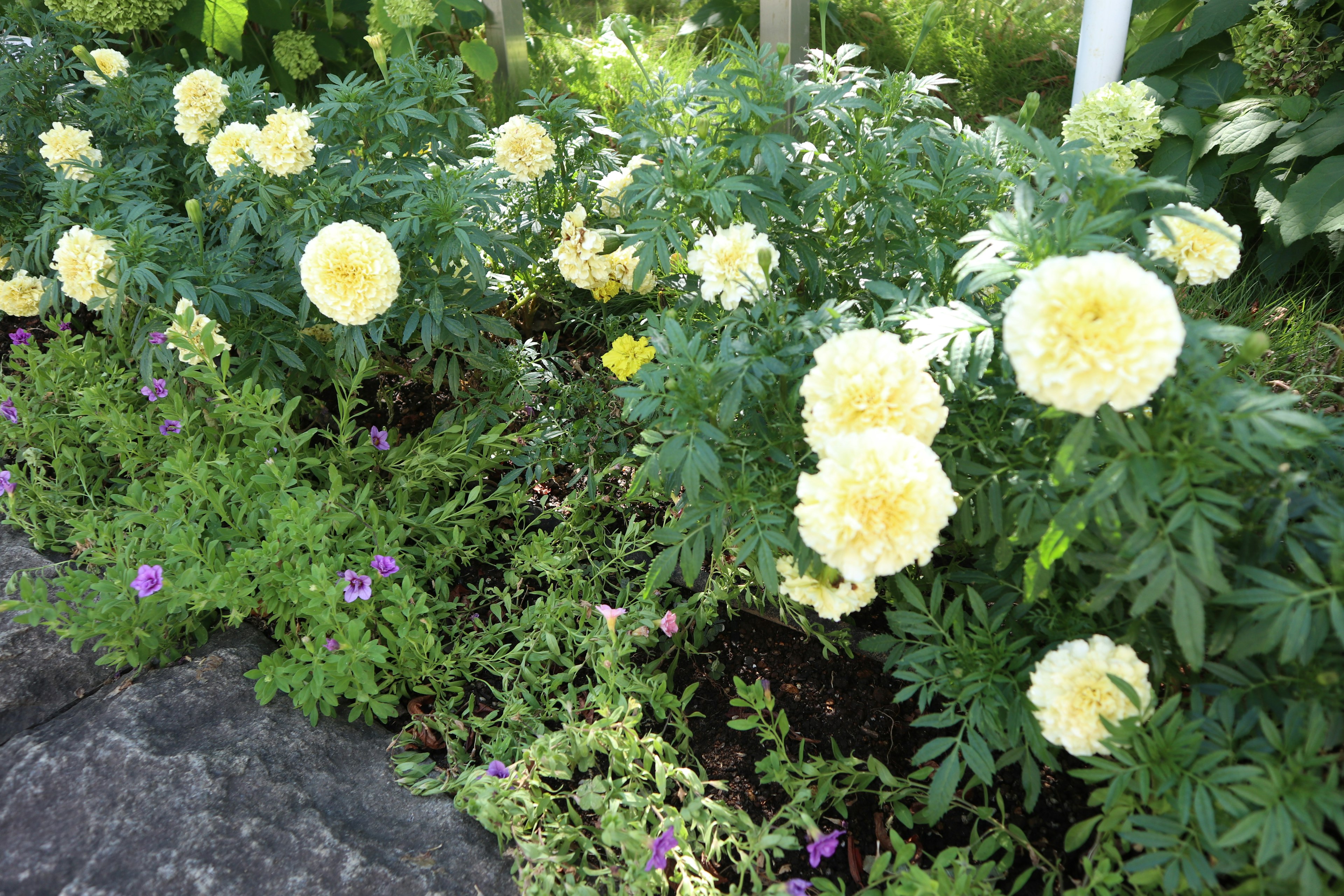 Eine schöne Gartenszene mit blühenden gelben Ringelblumen und grünem Laub