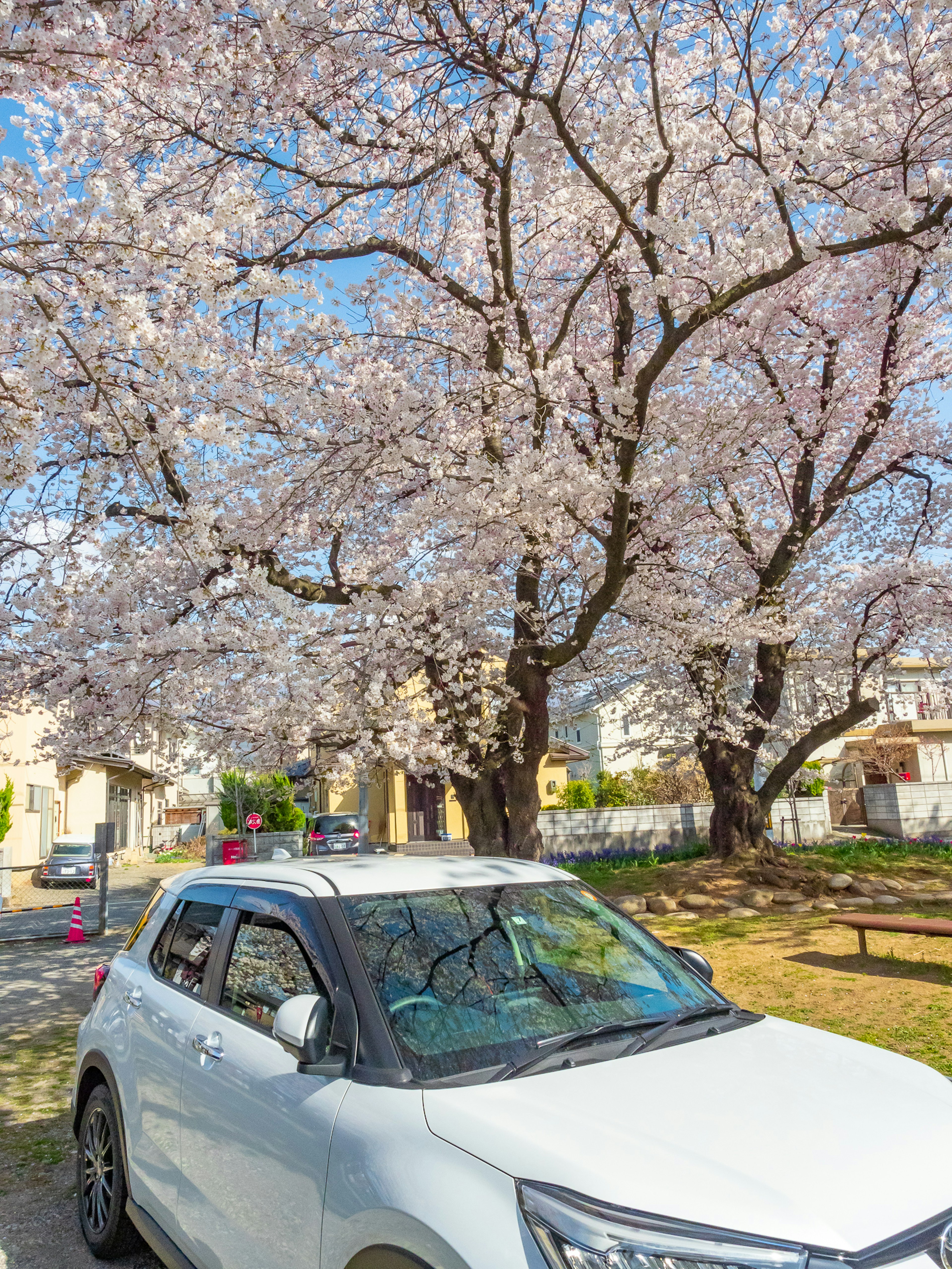 Ein weißes Auto, das unter blühenden Kirschbäumen geparkt ist